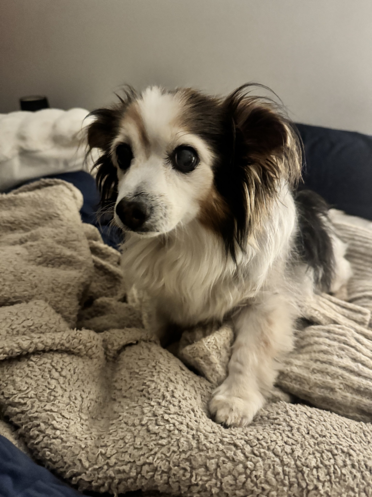 A daily dose of my adorable dog Panko!