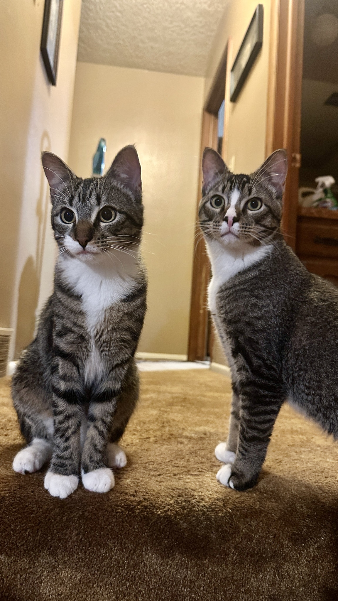 Meet Chicken Wang and Goose: The Dynamic Sibling Duo