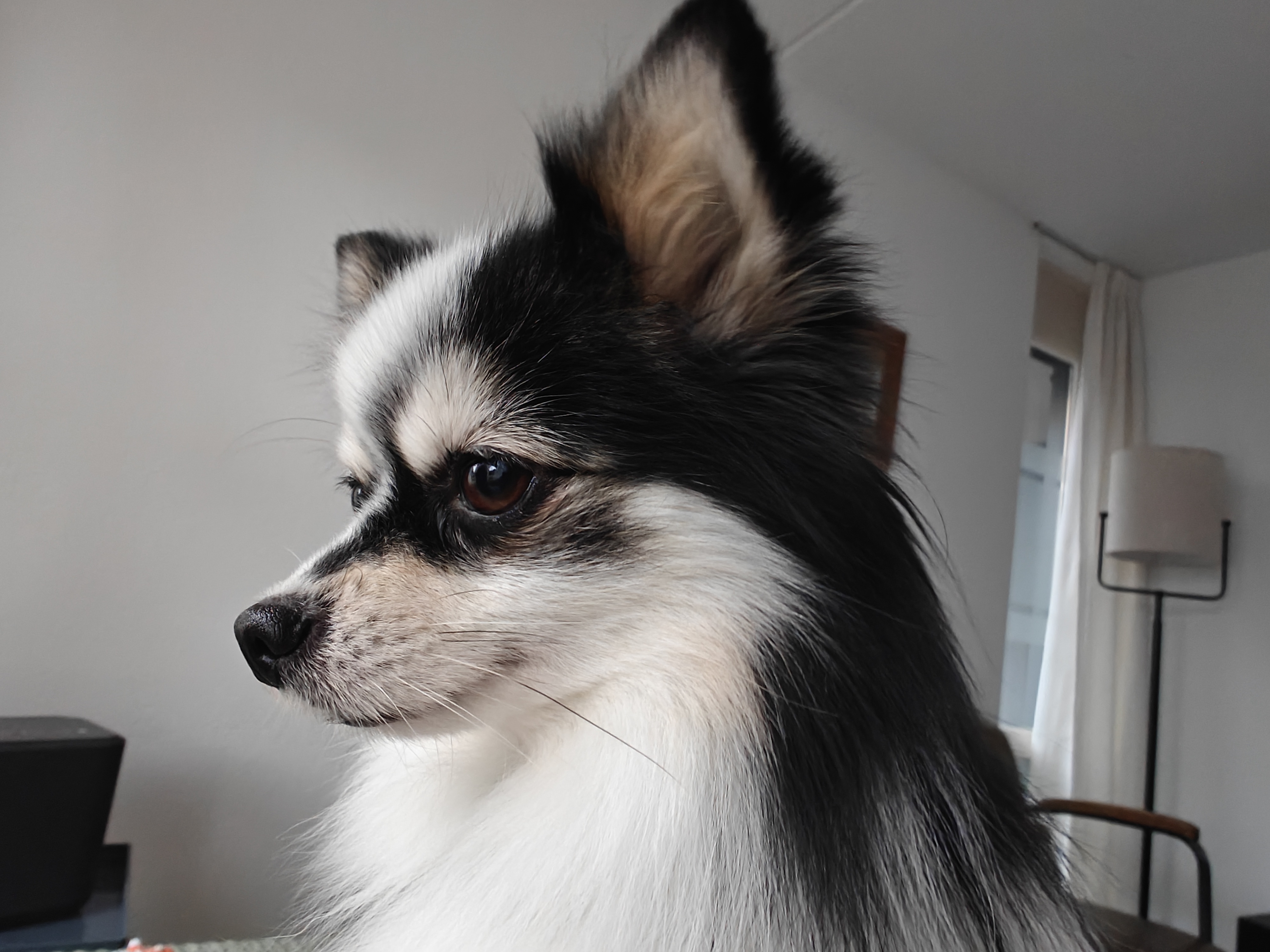 A Heartwarming Collection of Adorable Dog Photos