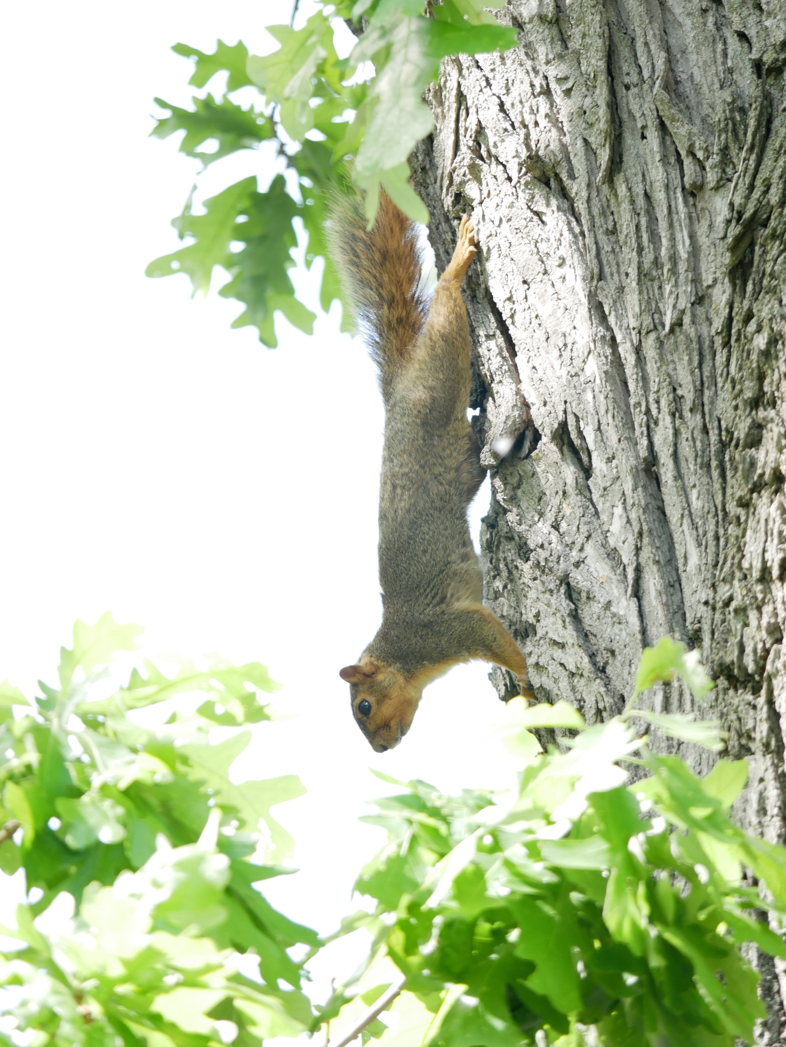 An Old Squirrel Post I Kept Hidden