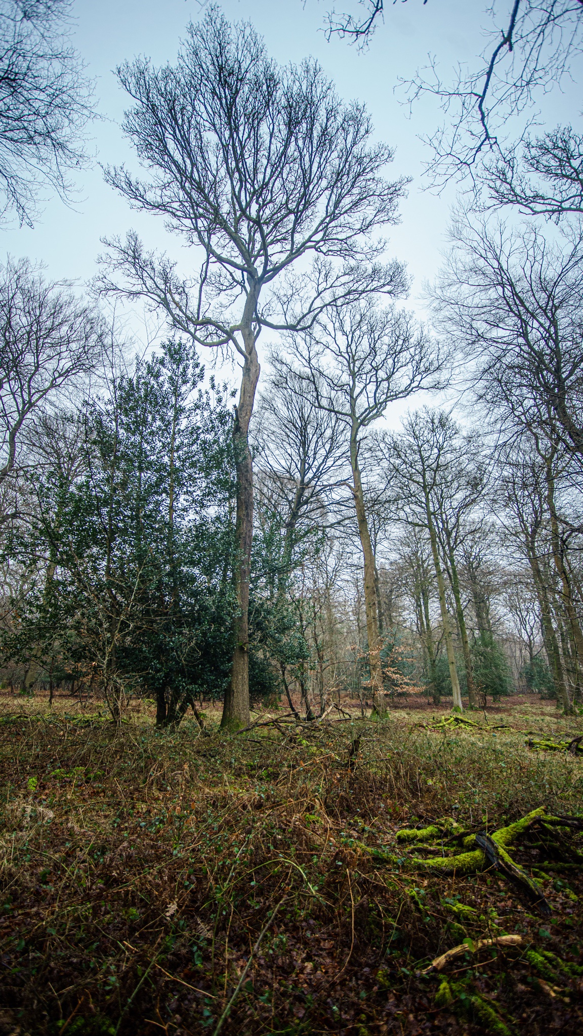 A Neck Ache from Walking Amongst Towering Trees