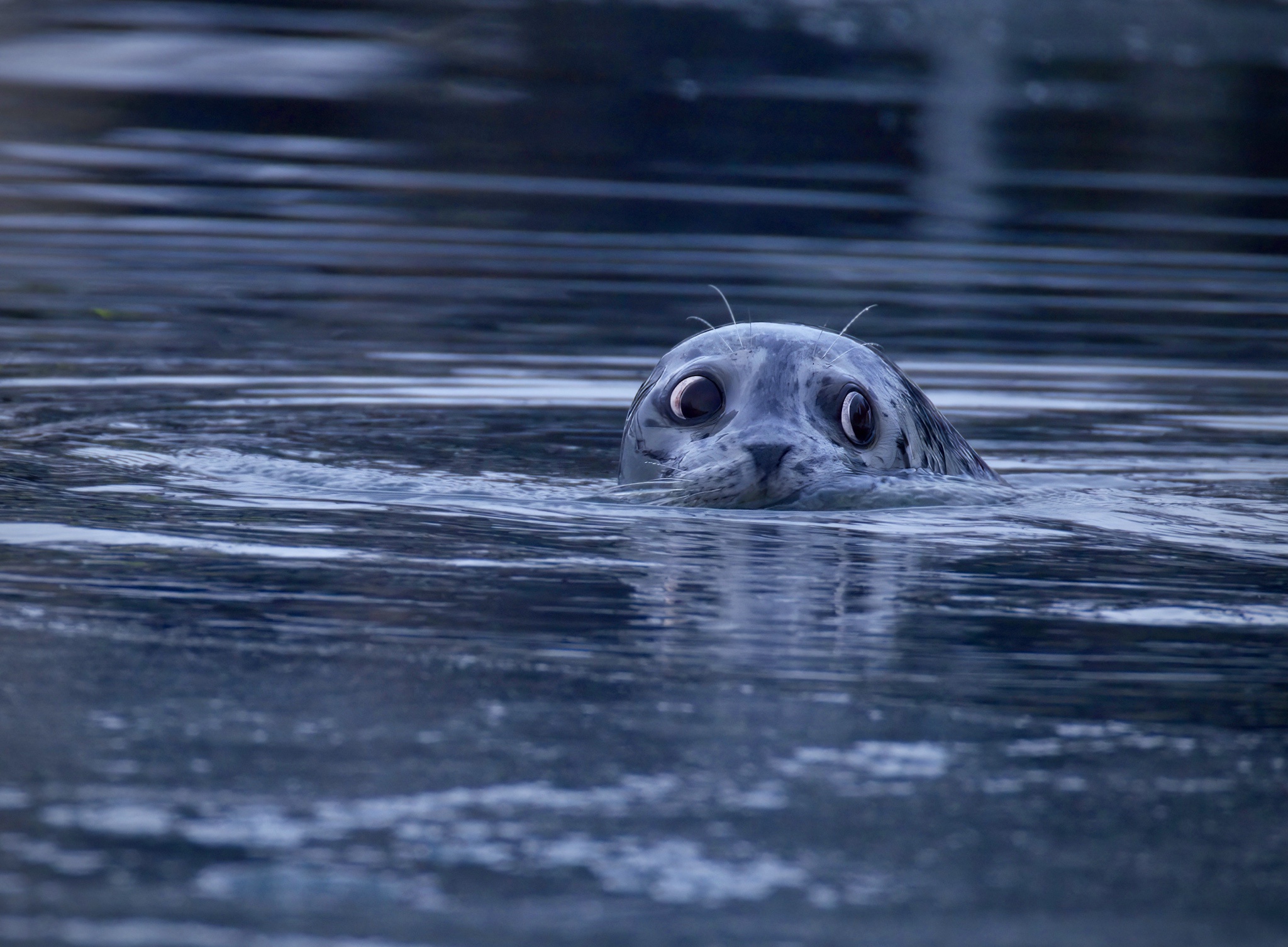 Adorable seals and playful sea otters!