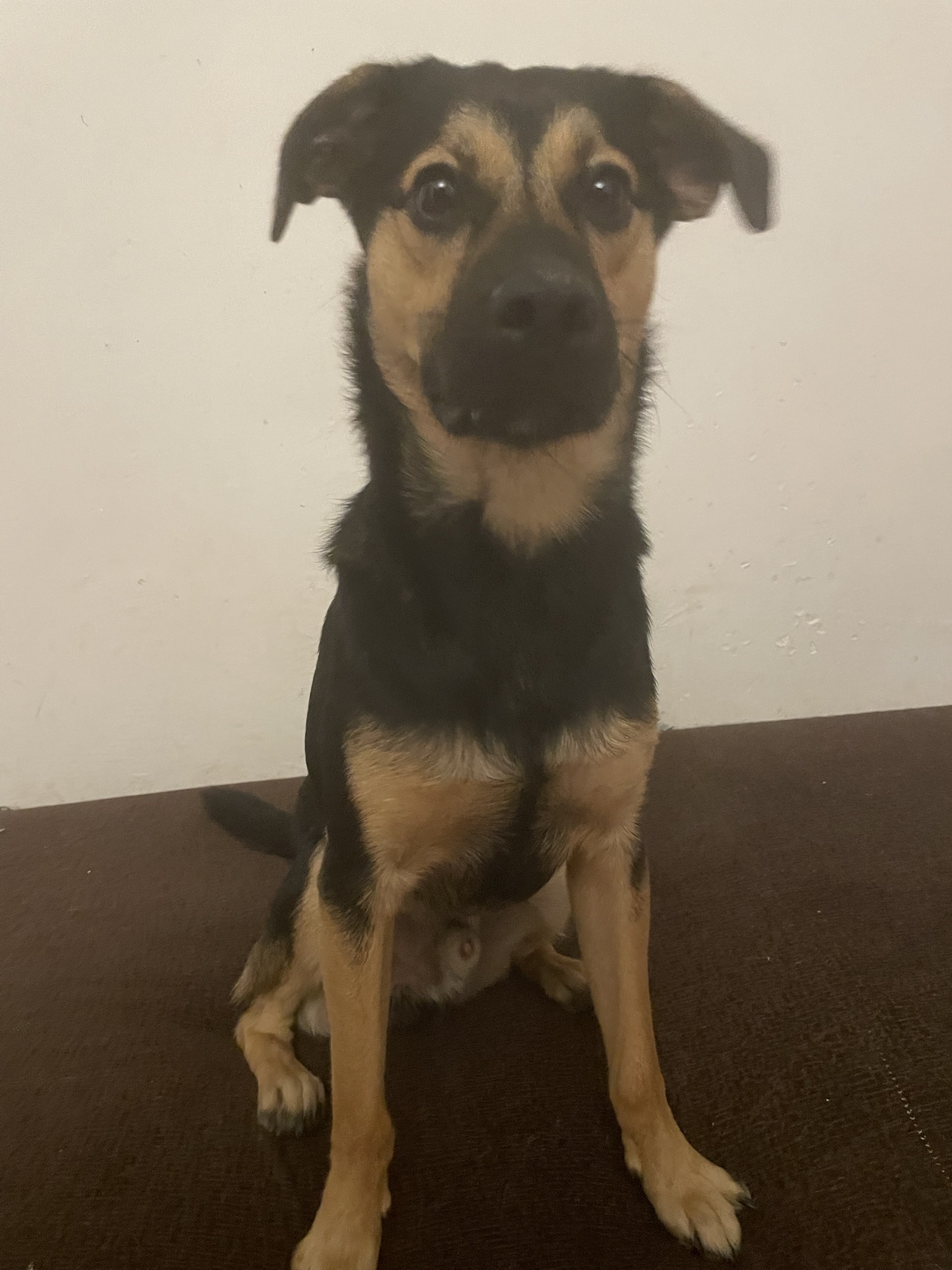 Meet Rocky: The Bestest Boy with a Nuclear Engine
