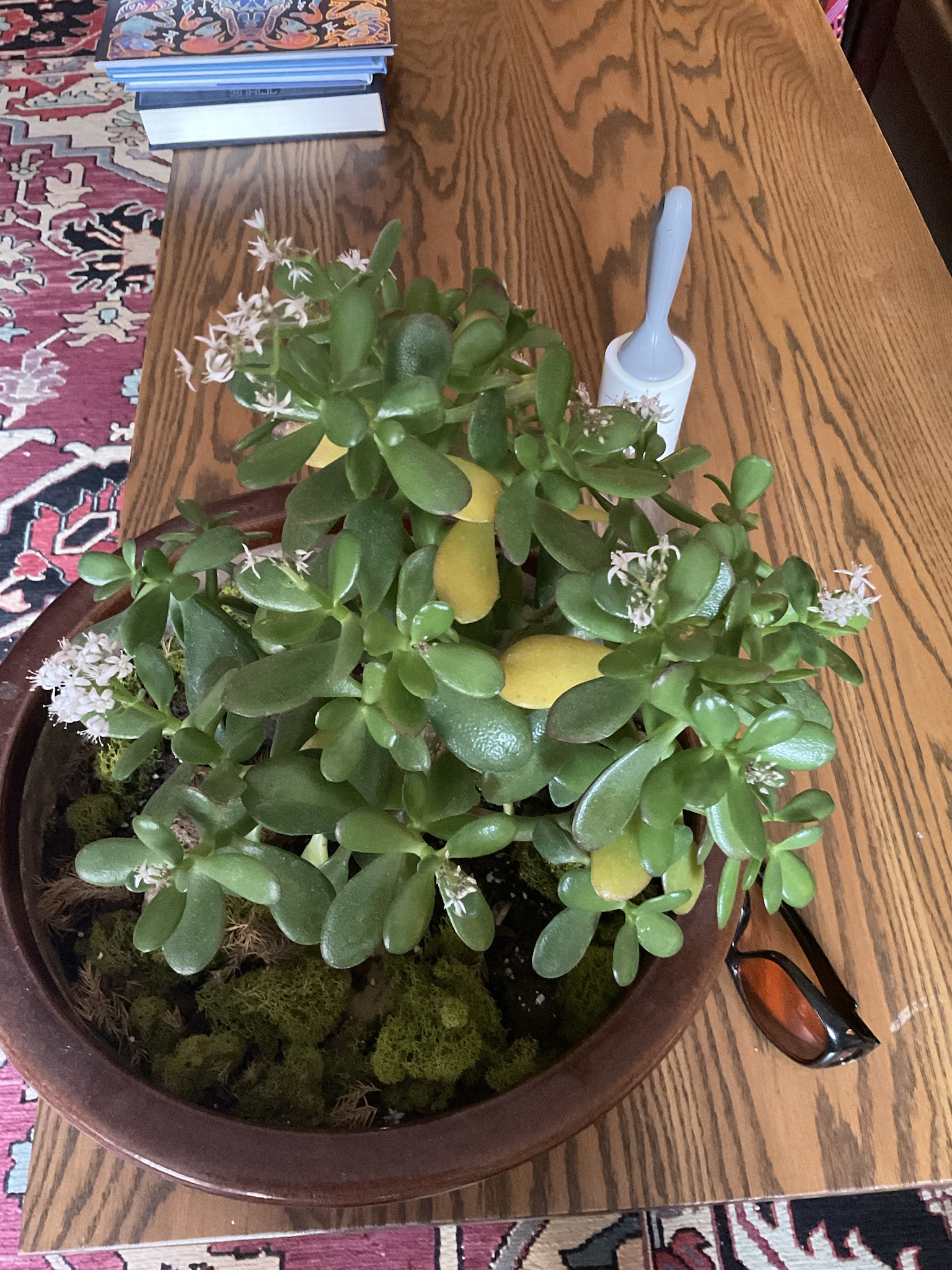 Jade Plant with a Touch of Yellowing