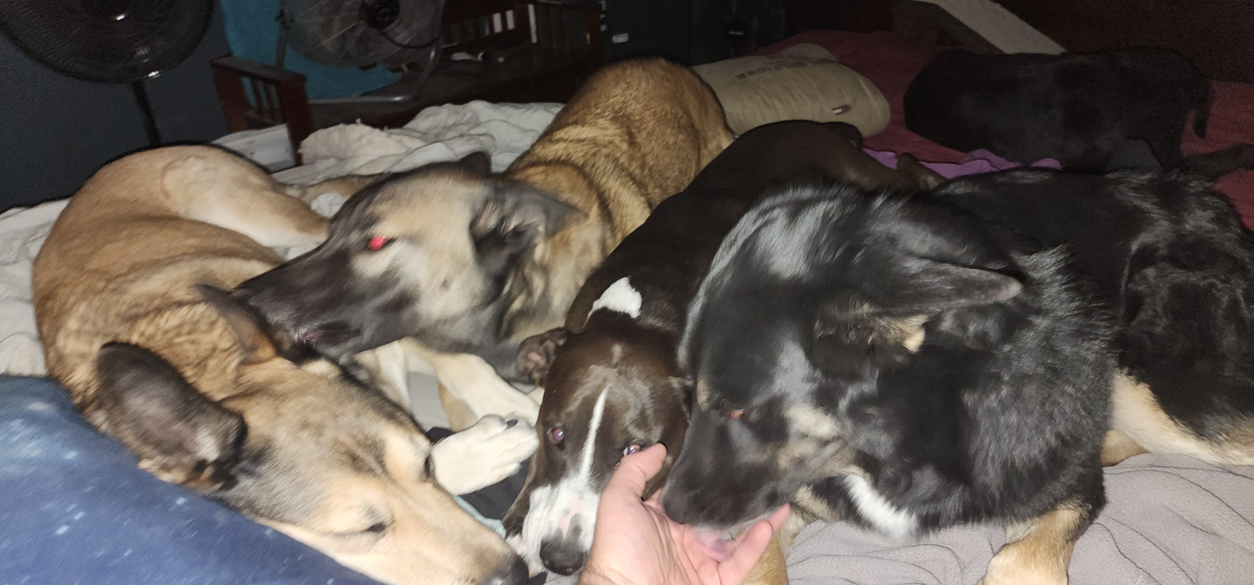 I Got into Bed and These Four Furry Faces Were Right There!