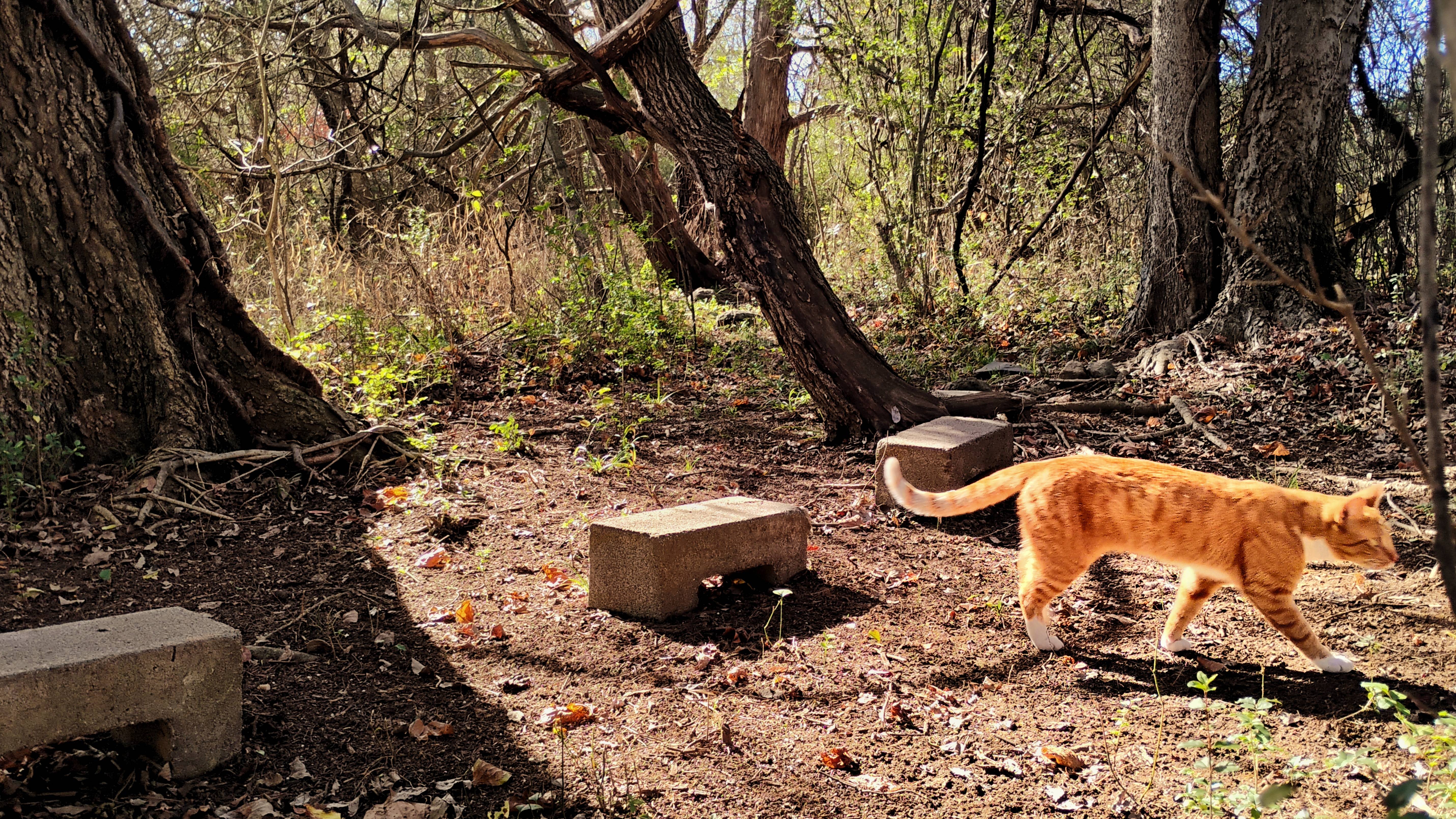 A Tangerine Adventure on the Hiking Trail