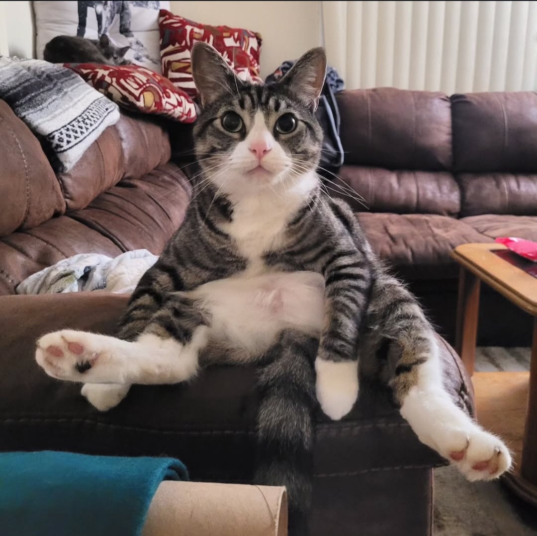 Meet Gary: The Cat Who Defies Expectations