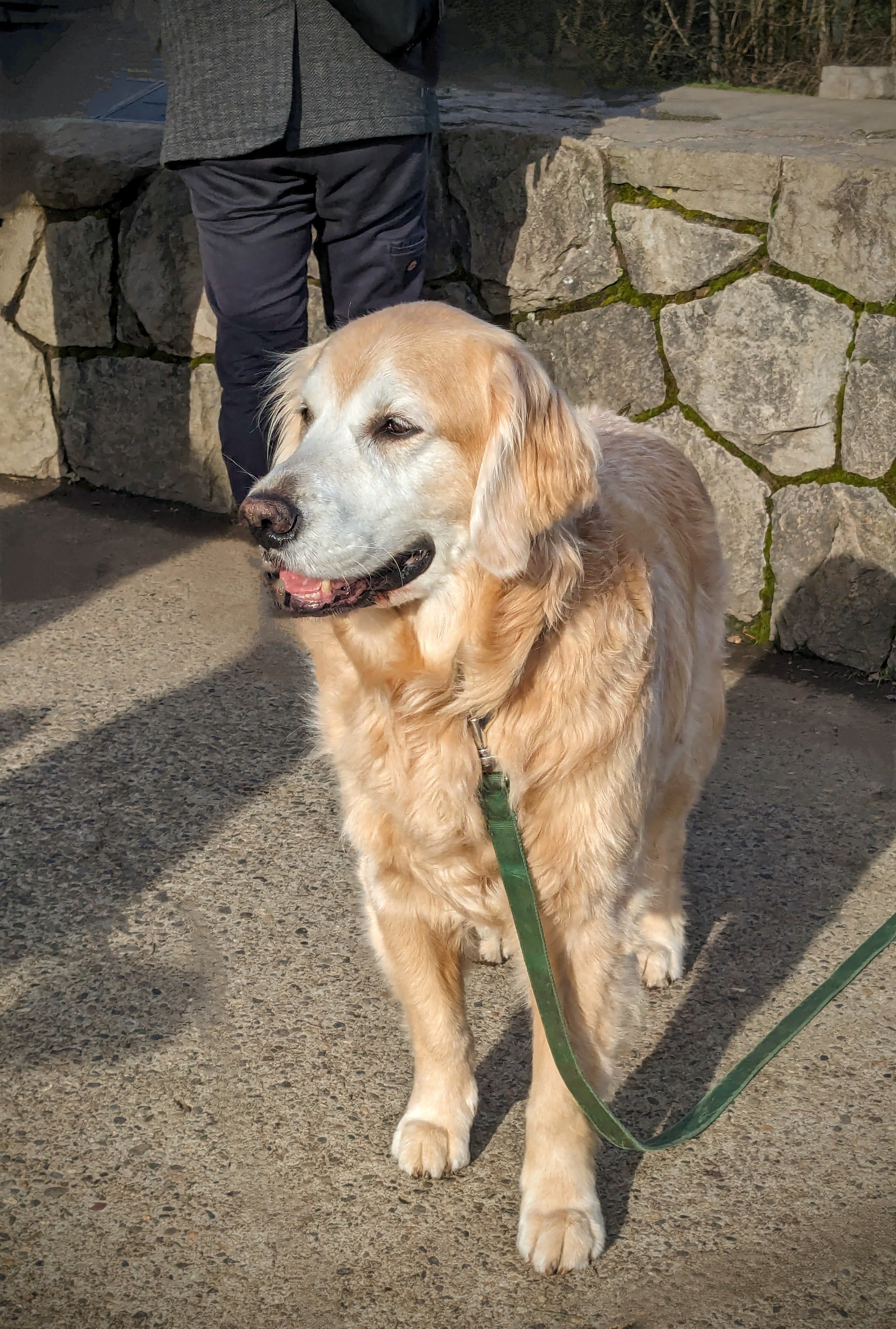 Cooper Enjoying a Day at the Park