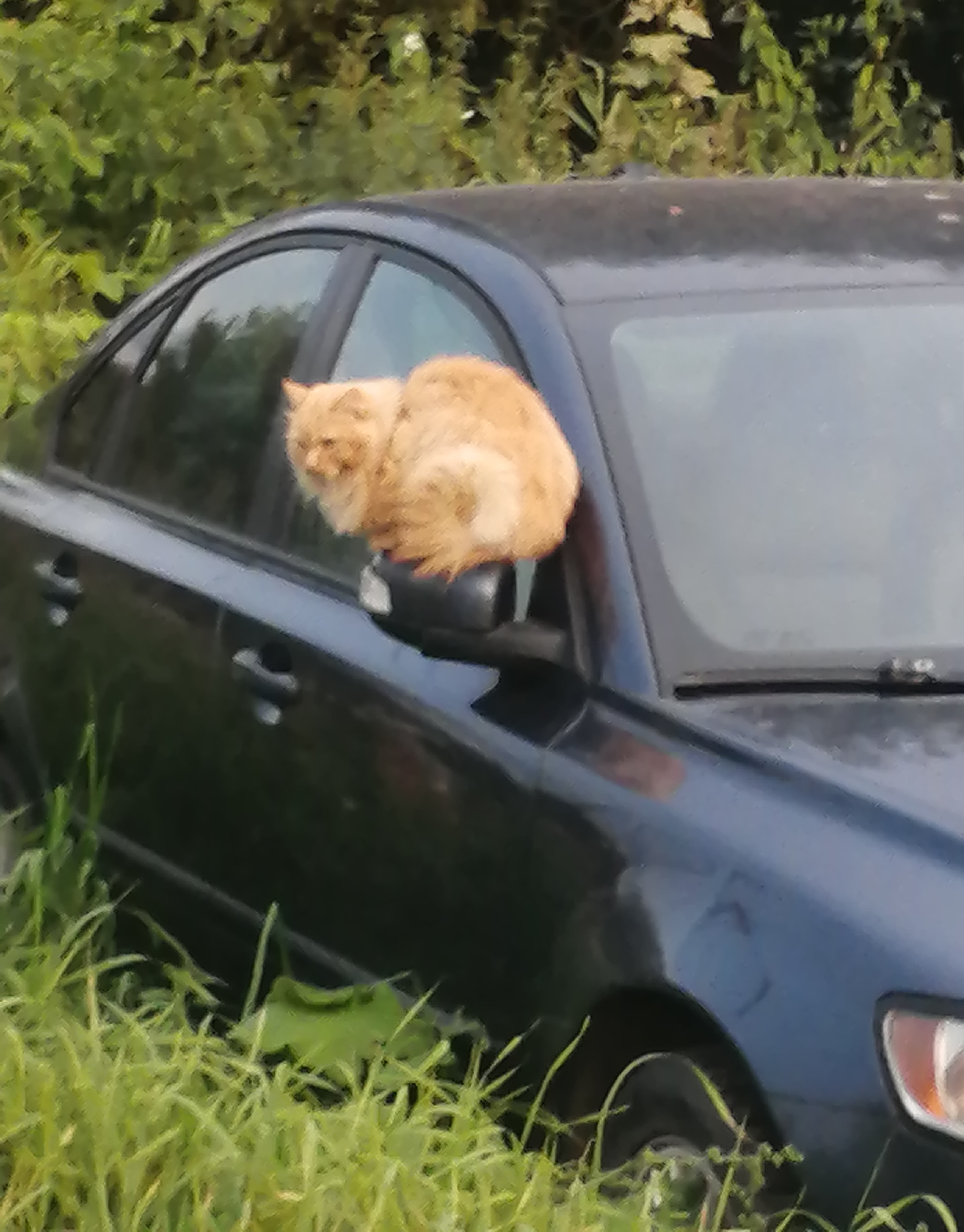The Ultimate Cat Sanctuary: A Place for Felines