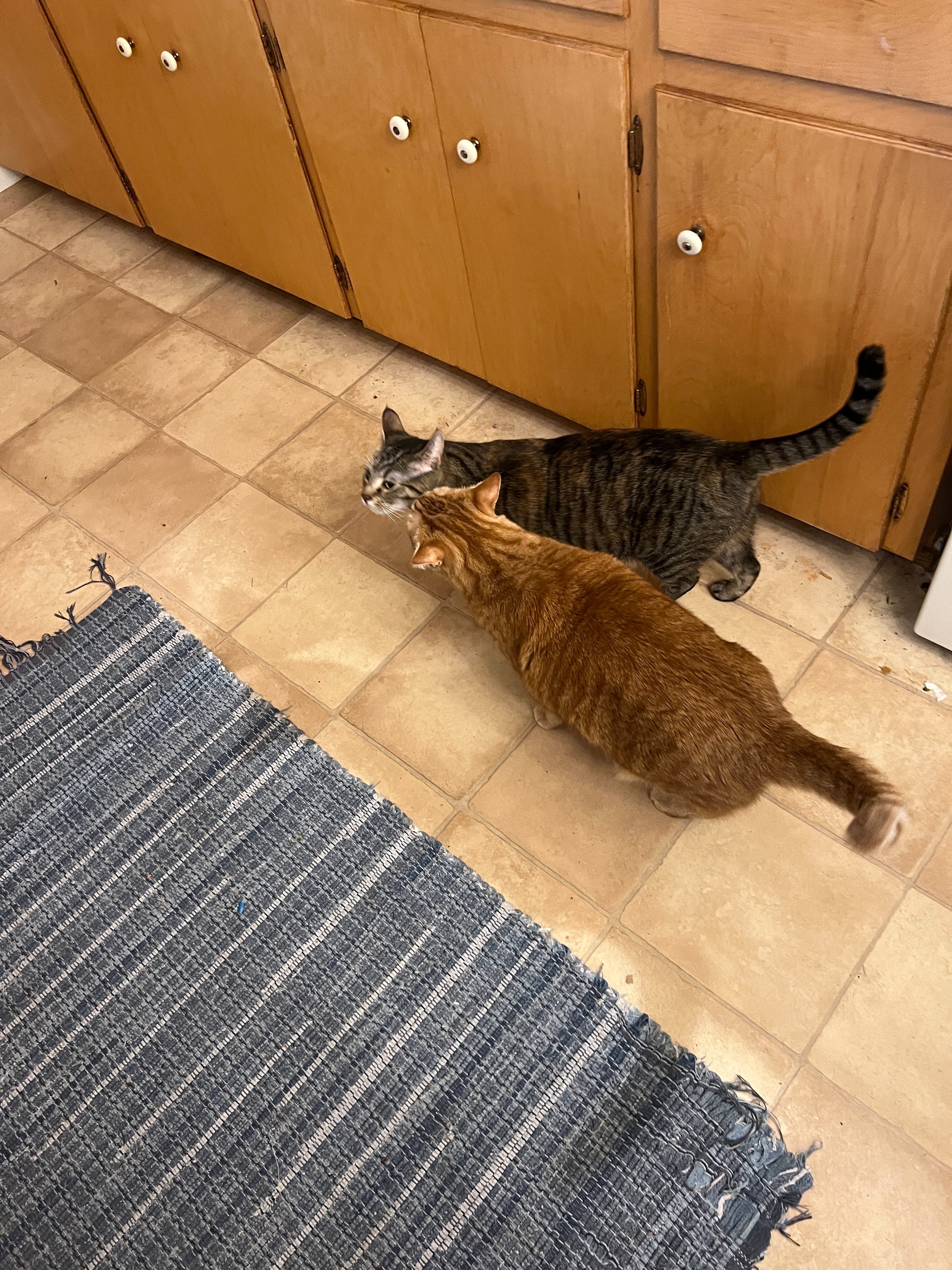 A Daily Dose of Cat Cuteness to Brighten Your Day
