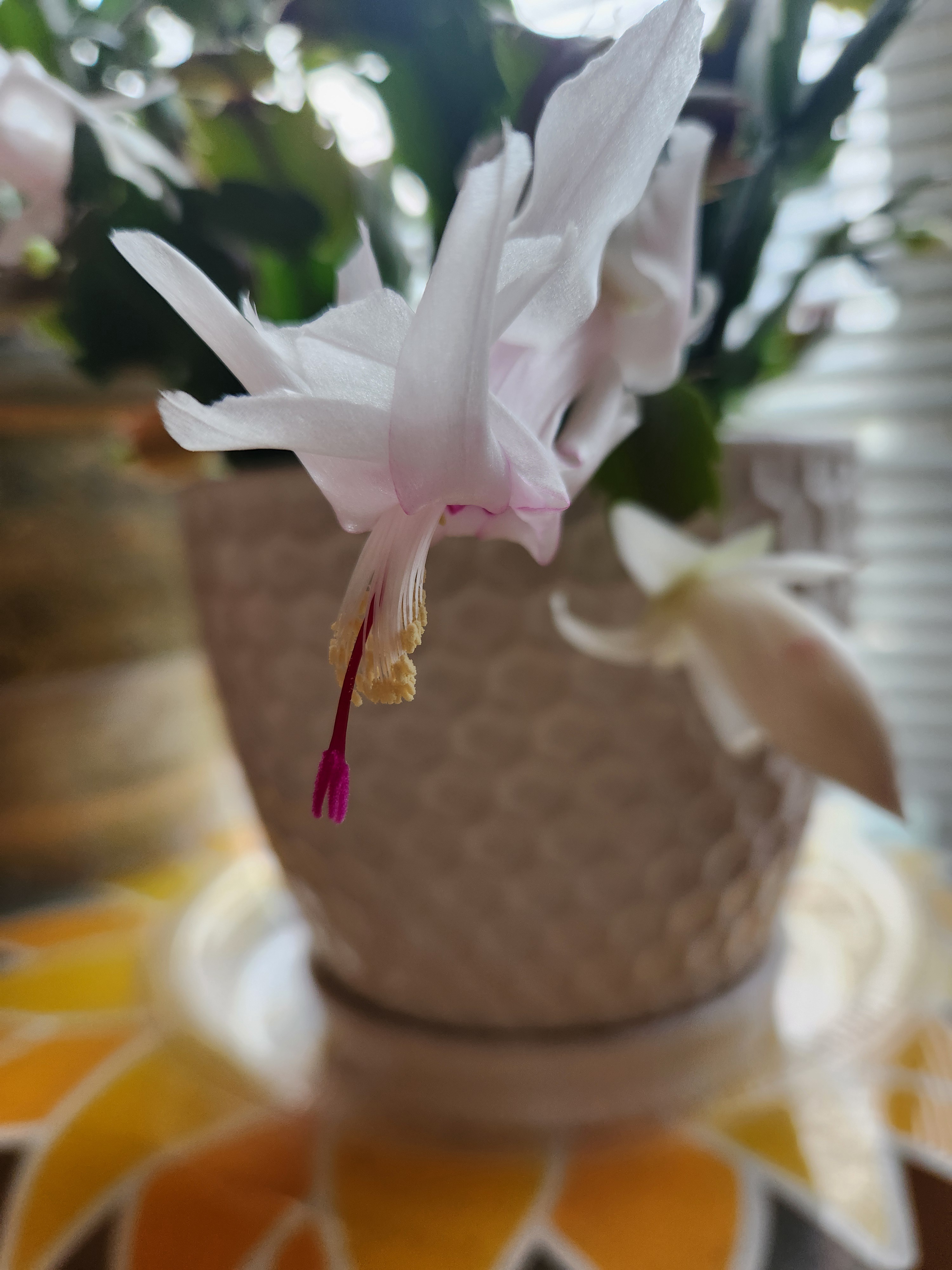 Festive Flora: The Unique Charm of a Christmas Cactus