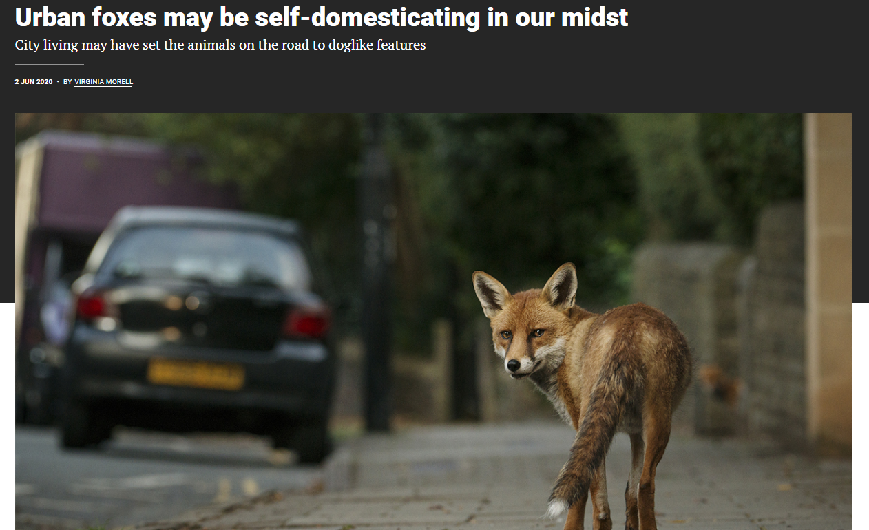 Are Urban Foxes Becoming Their Own Pets?