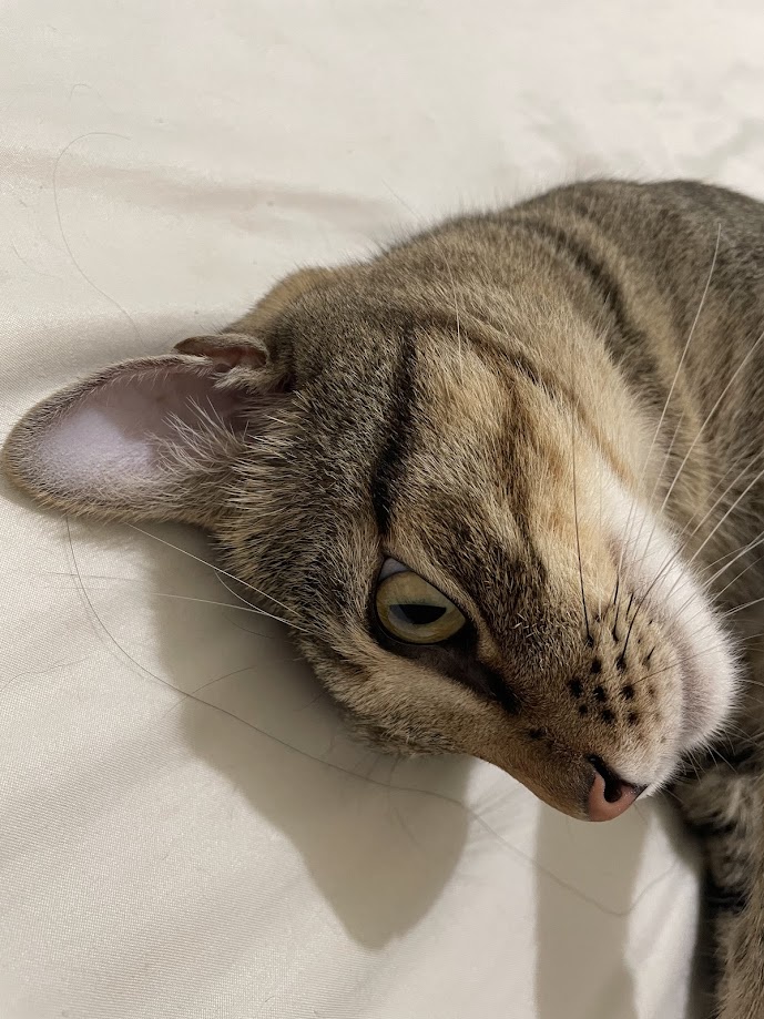 The Adorable Cat Chronicles