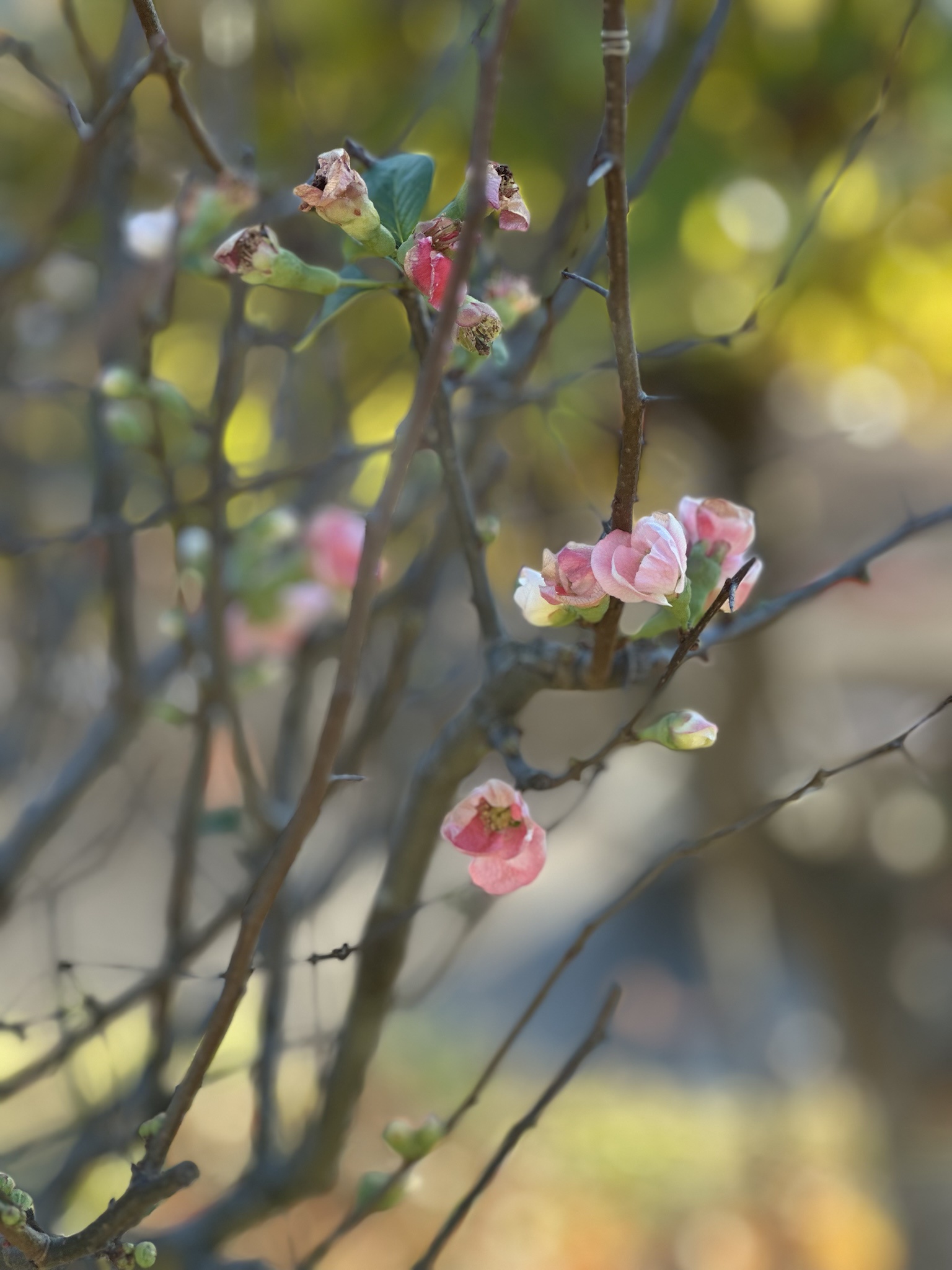 The beauty of wintersweet in full bloom.