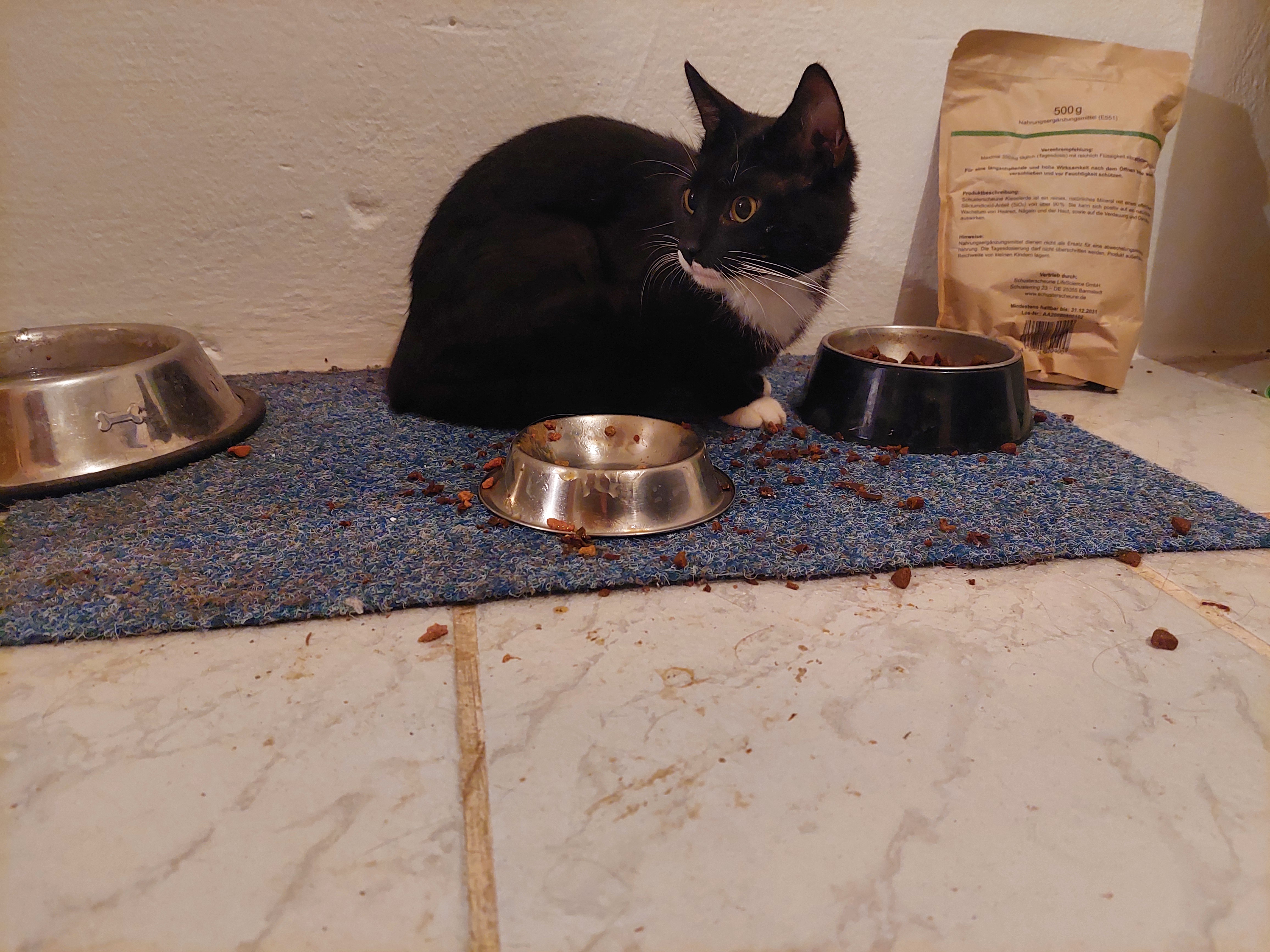 Meet Socks: The Newest Furry Family Member