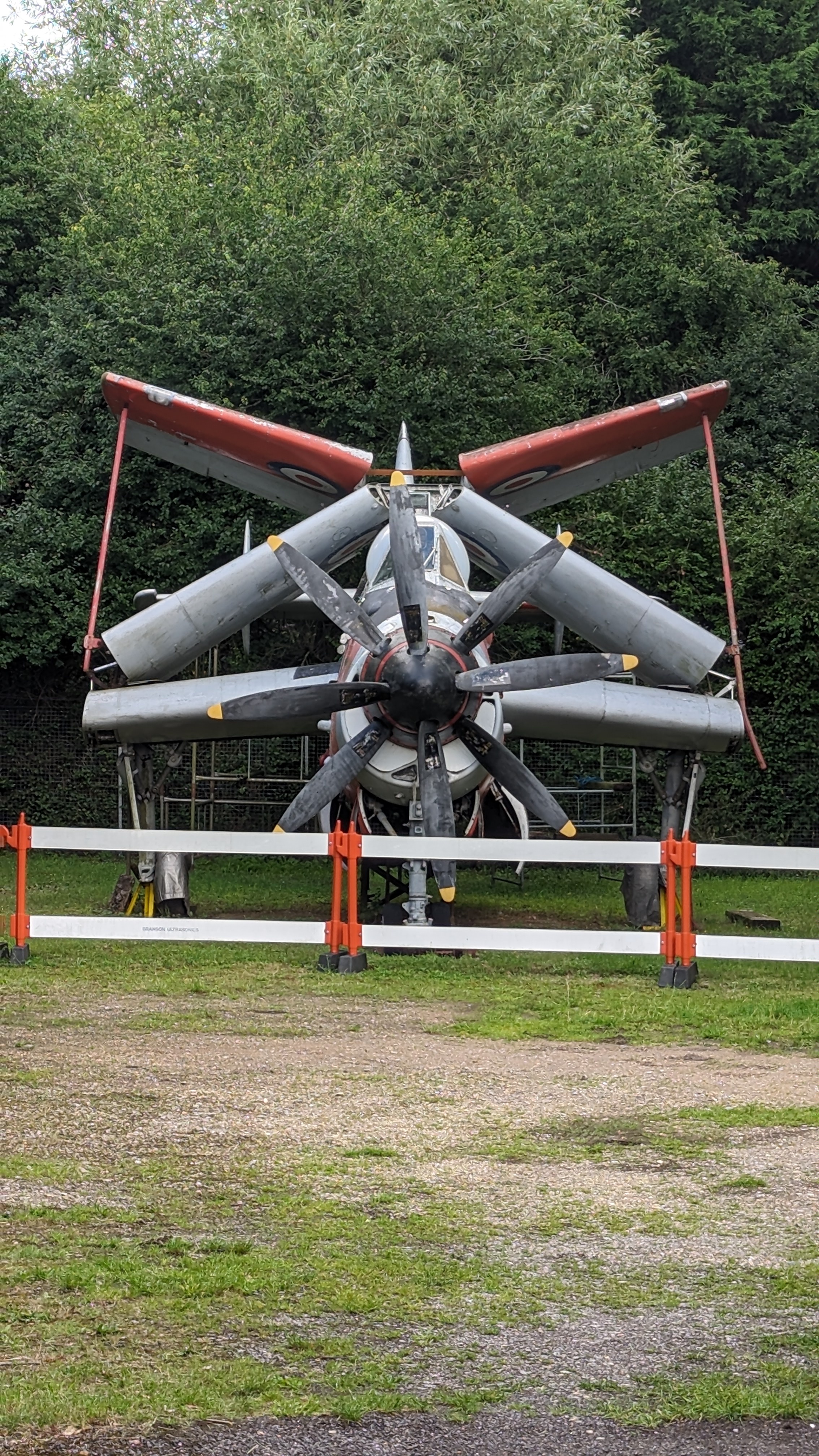 Gannet in Style: Markings and Livery