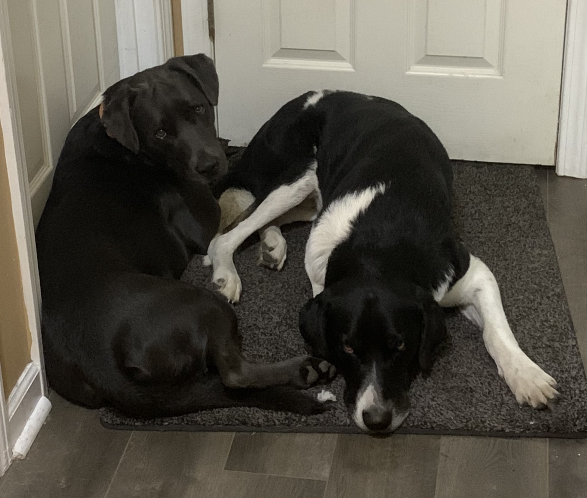 Meet Biscuit and Barley: The Dynamic Duo