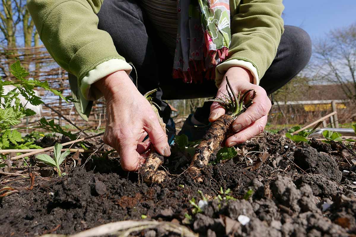 New Year's Resolution: Growing My Own Horseradish