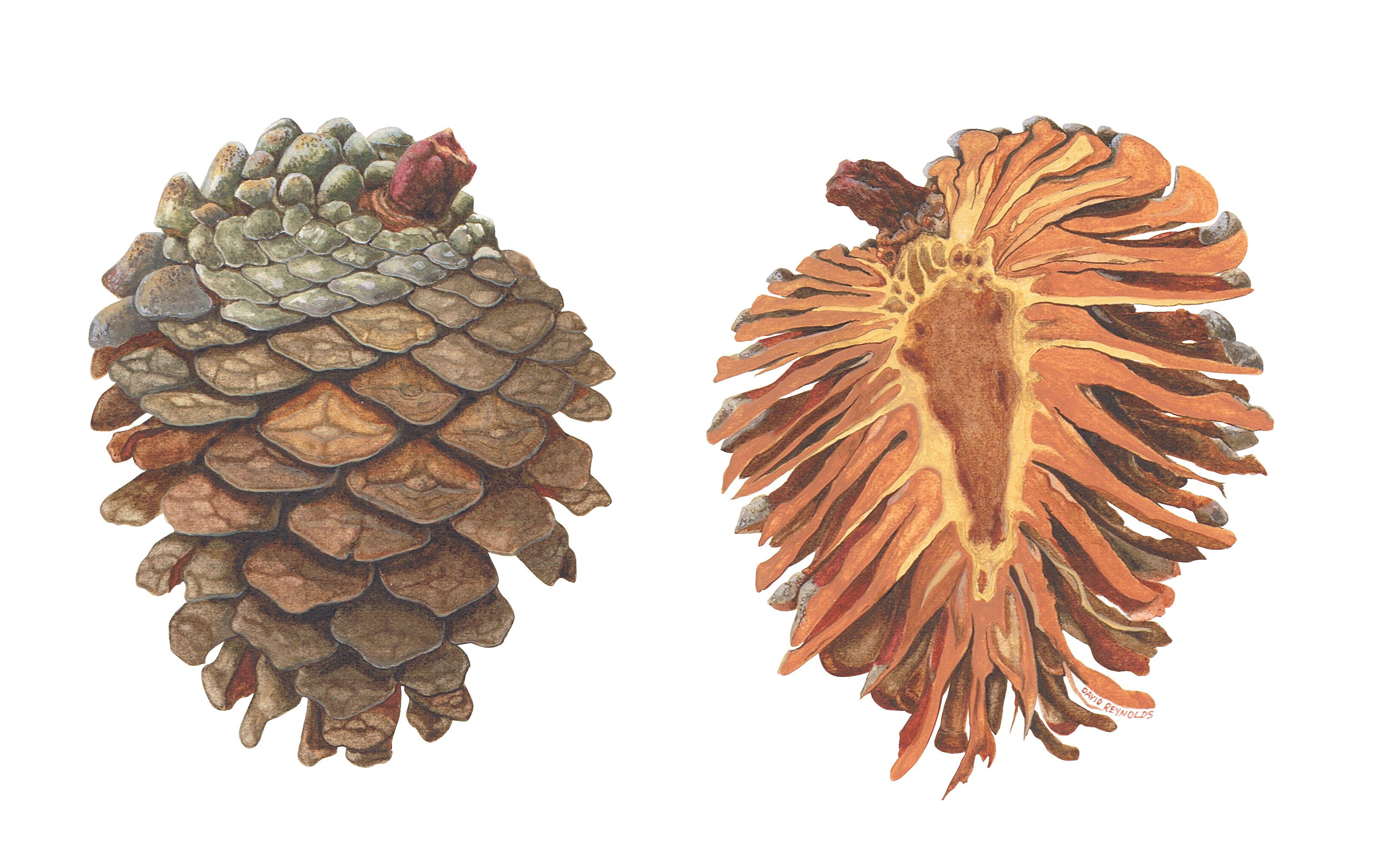 Showing up fashionably late to the Team Pinecone gathering