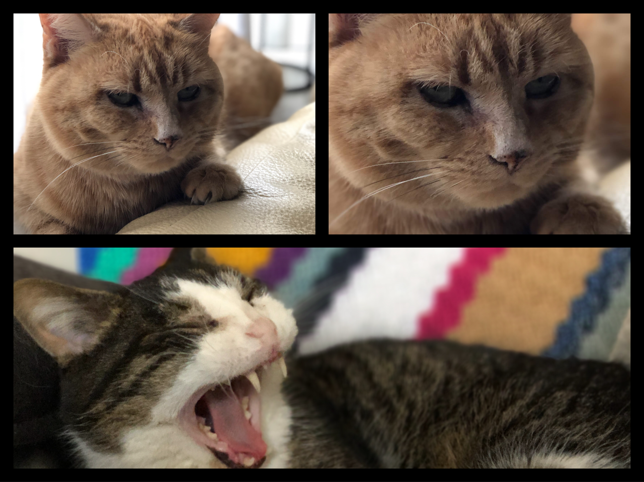 My Cats Being Silly: A Joking Compilation