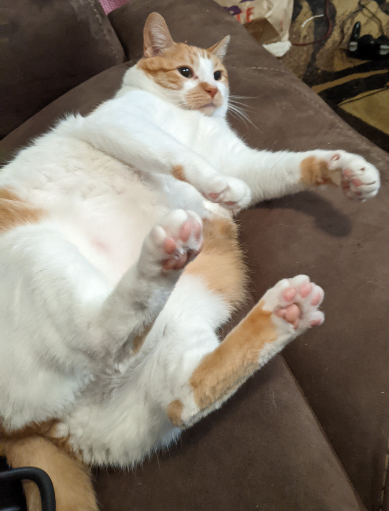 The Magical World of Beans