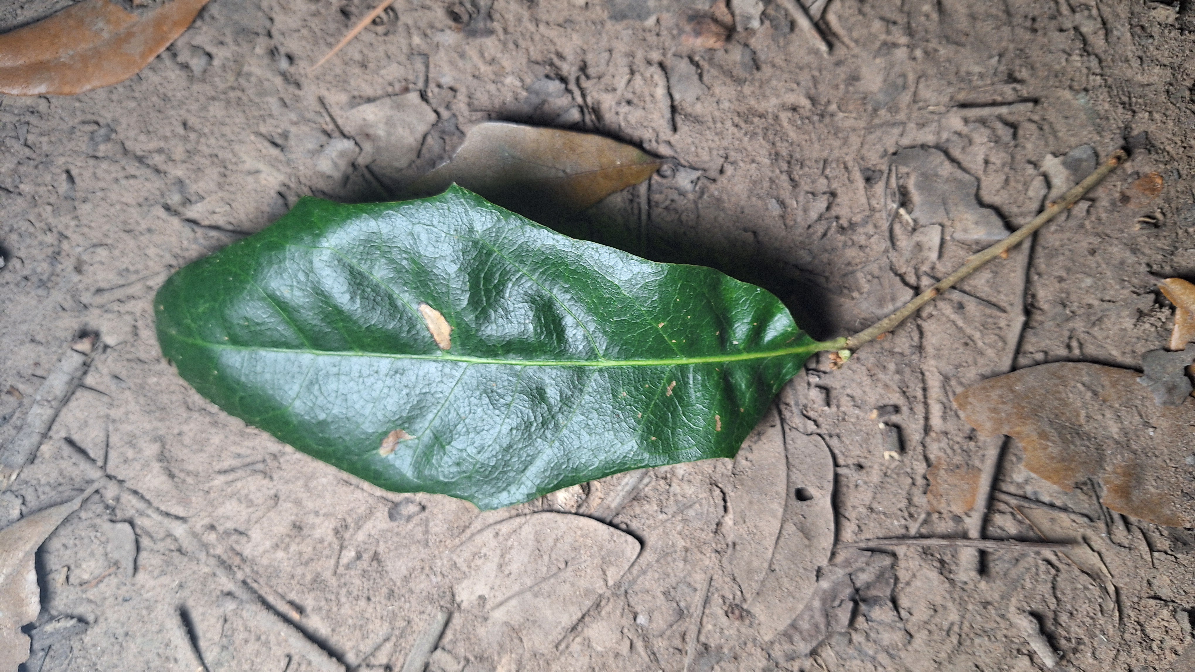 Identifying trees: the serrated leaf edition