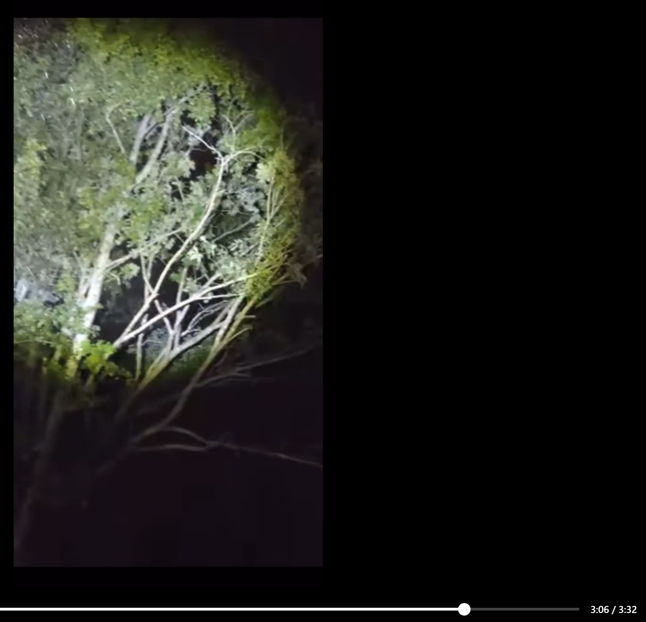 Curious Gorilla Posing for the Camera in a Tree