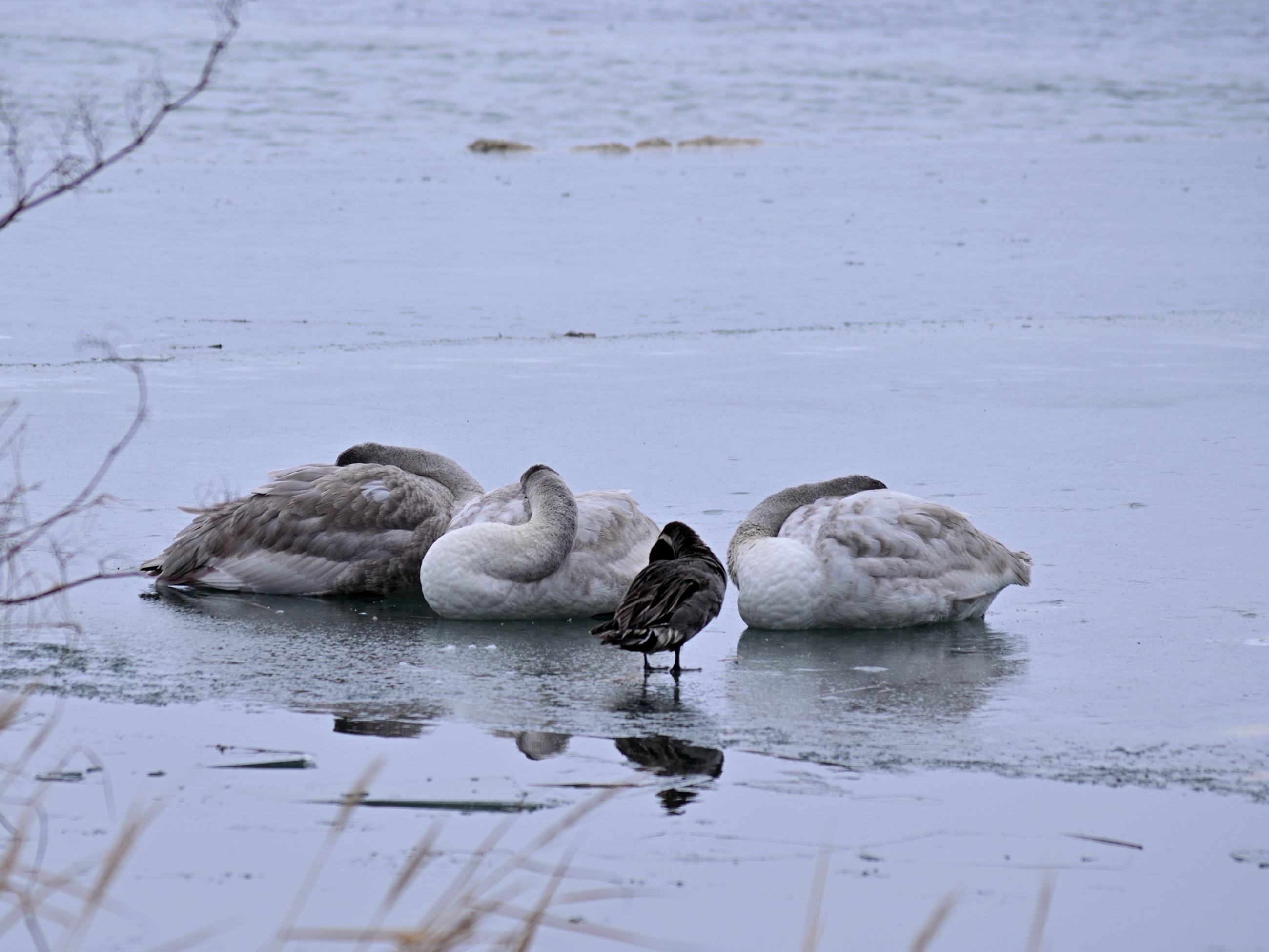 A Charming Scene of Young Swans and Their Duck Companion