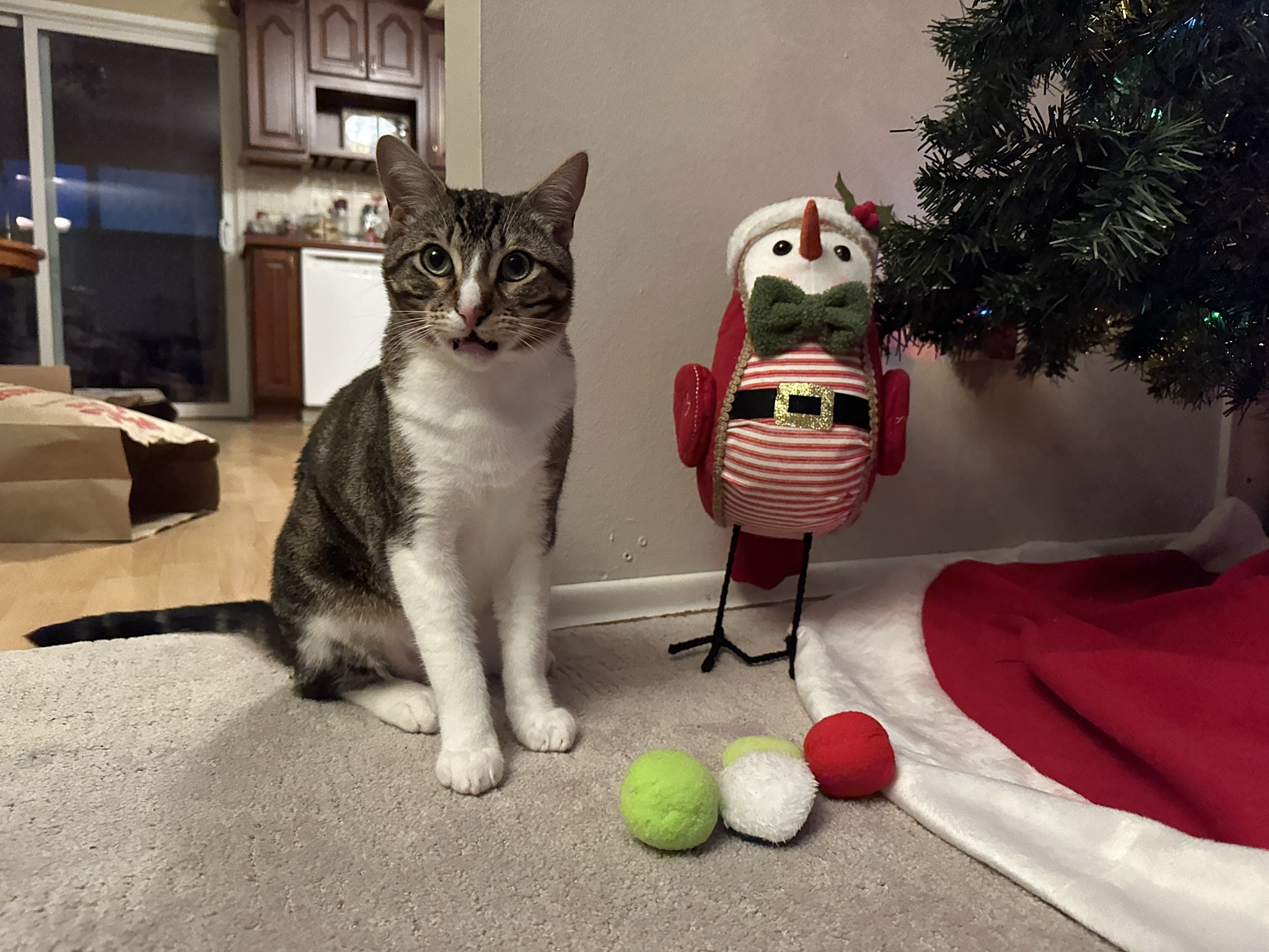 Please, No Snowballs at Our Feline Friend!