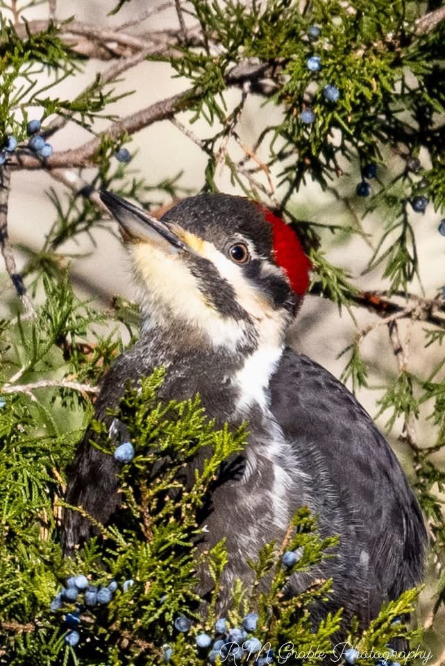 The Charming Woodpecker