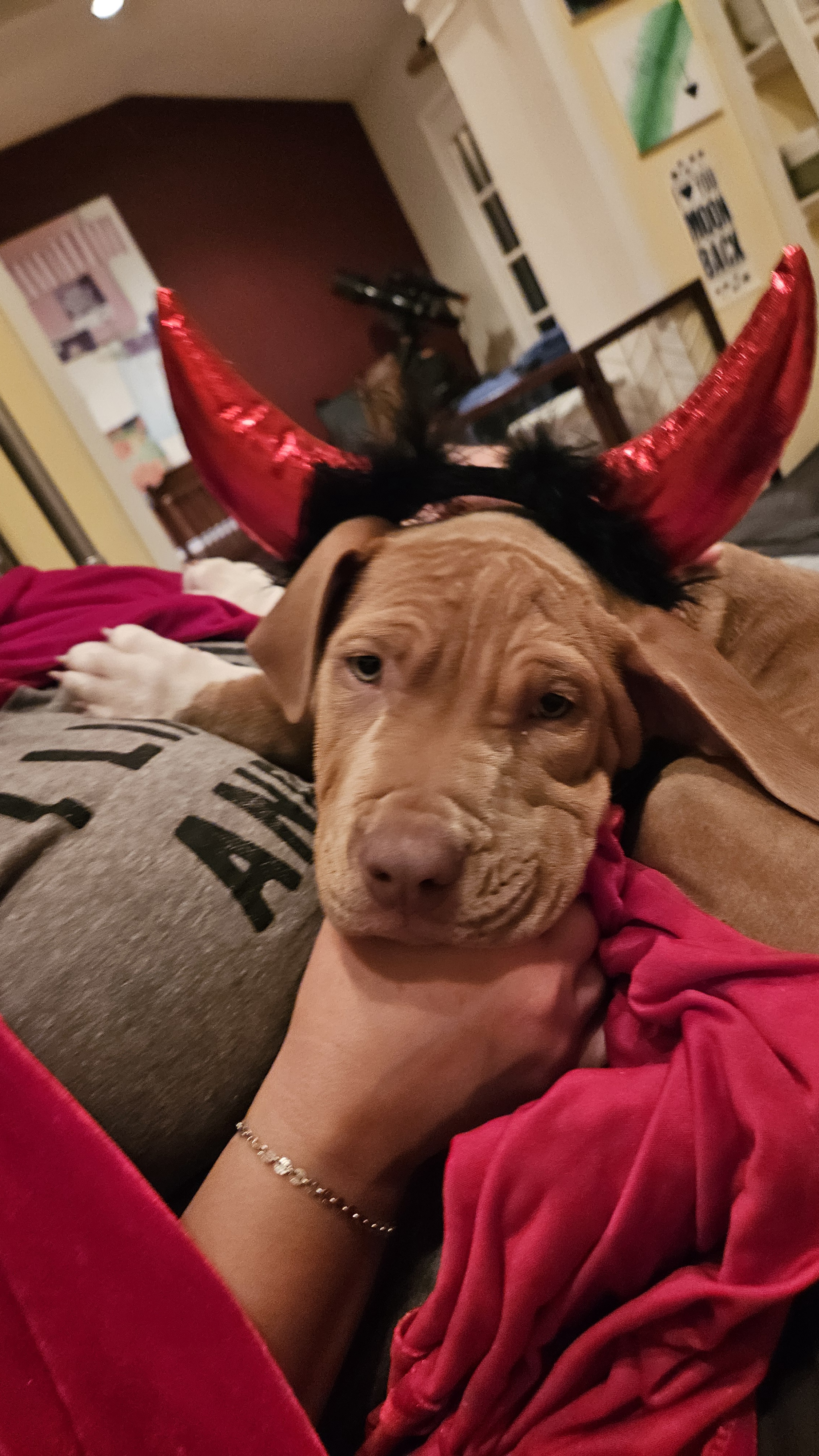 Meet Roxi the Rescue, Dressed Up as a Fiery Devil!