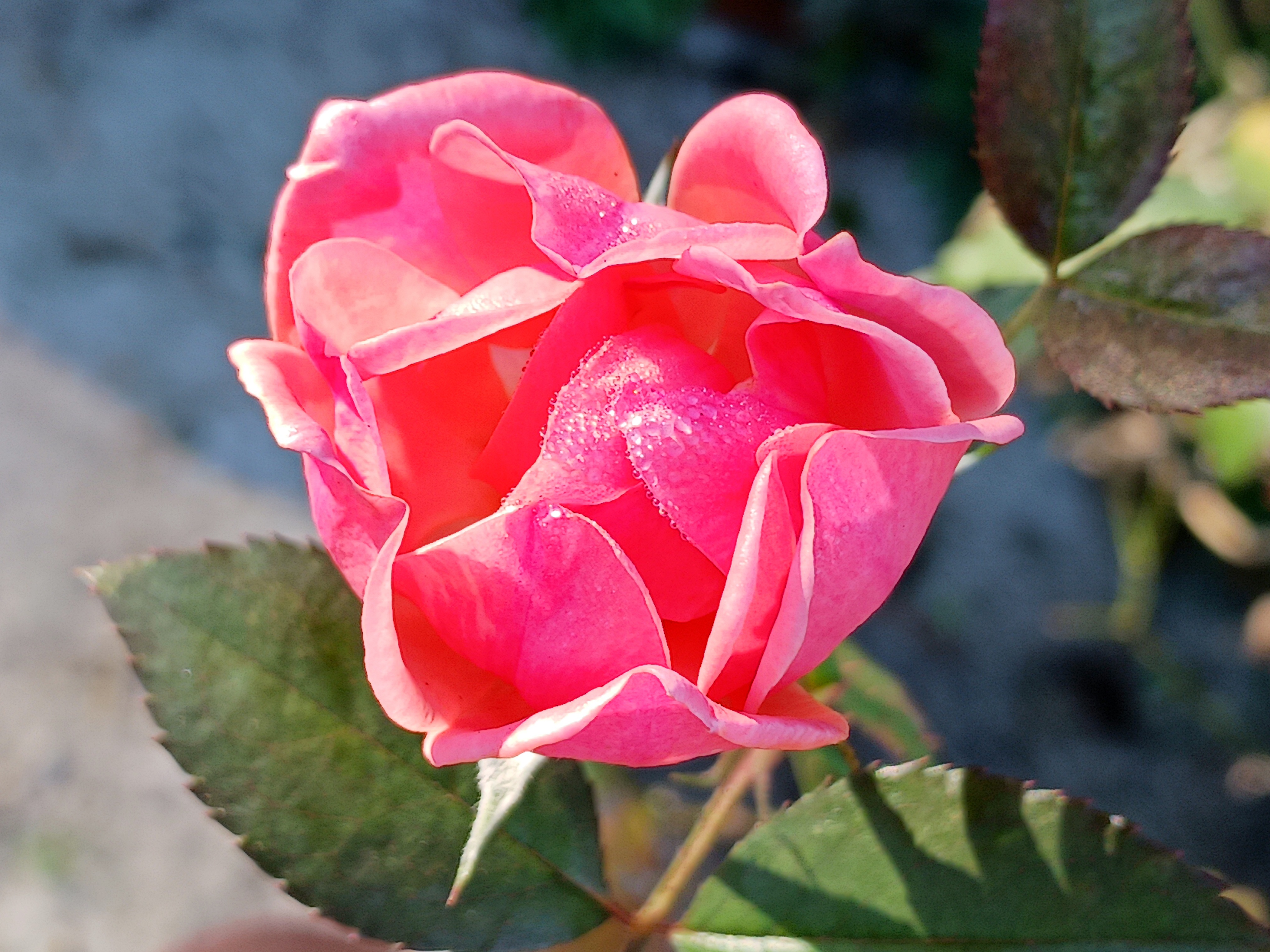 A Beautiful Pink Rose in Full Bloom