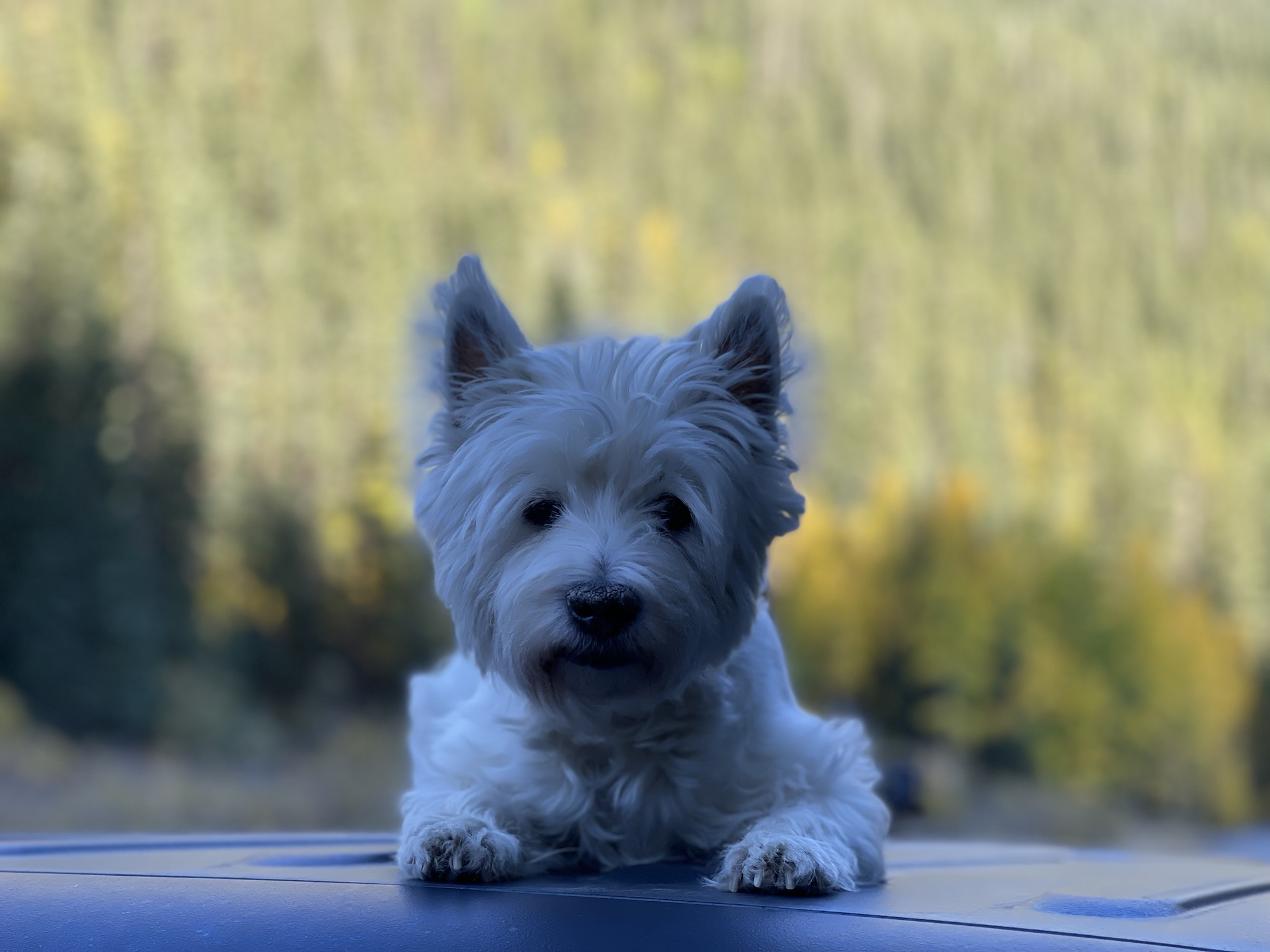 Colorado Westie: Your Ultimate Furry Best Friend