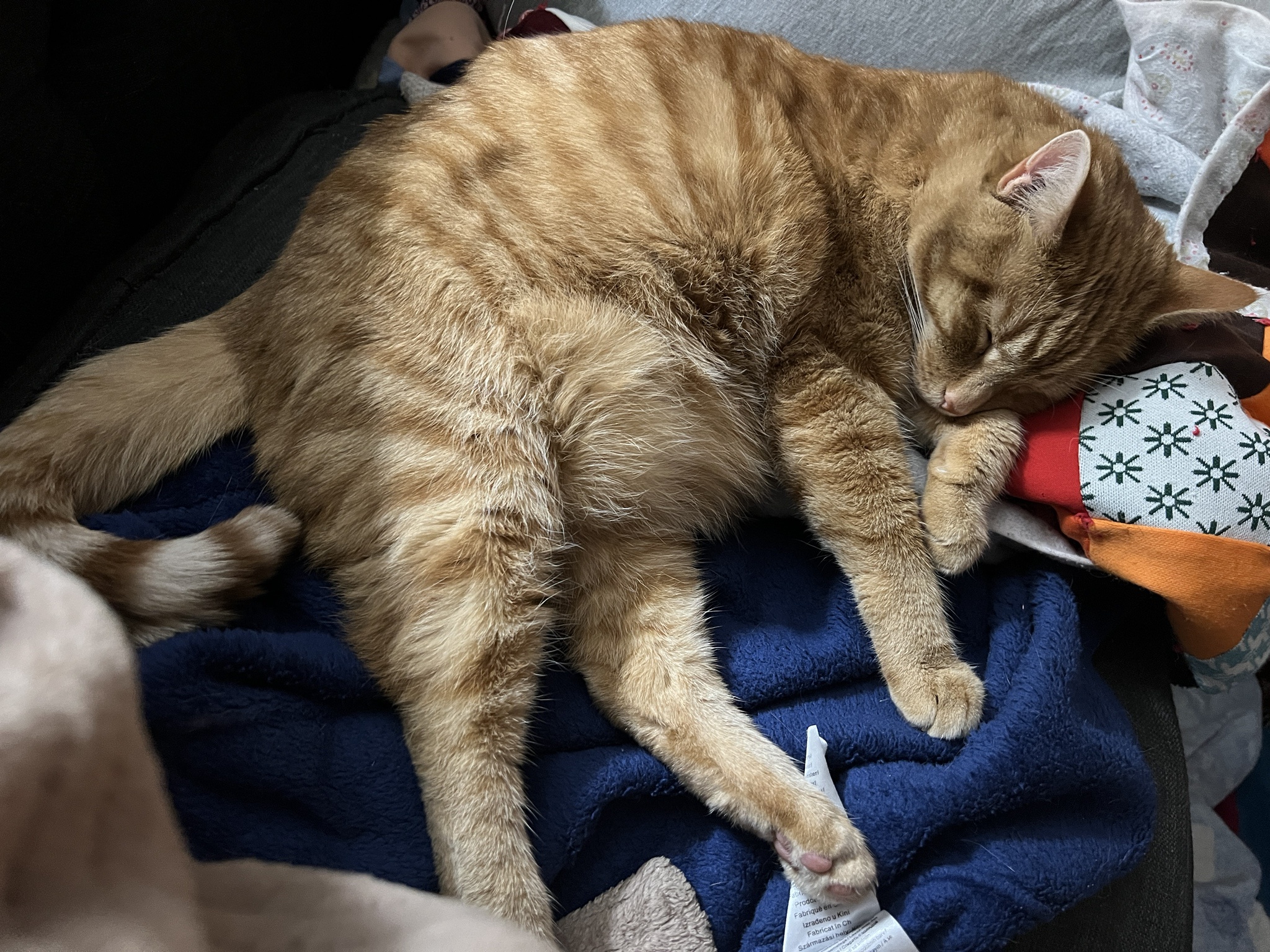 A Daily Dose of Cat Cuteness to Brighten Your Day