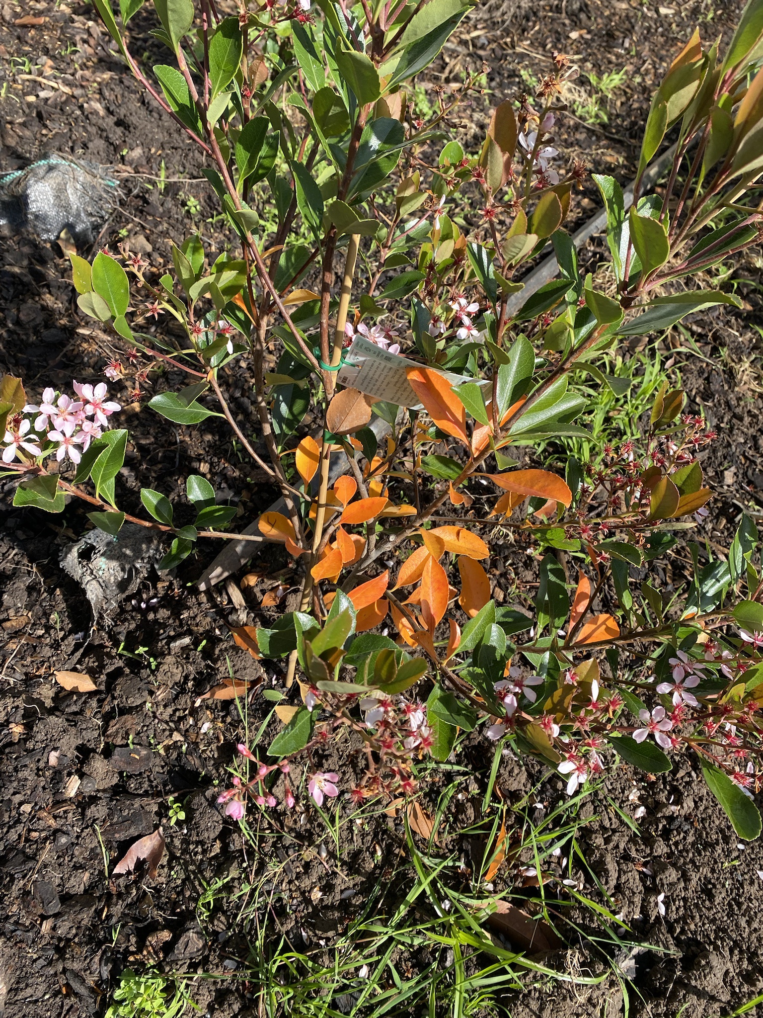 Exploring the Beauty of Indian Hawthorn
