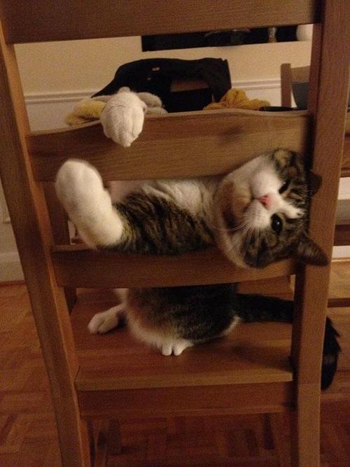 Meet Today's Adorable Cat Star