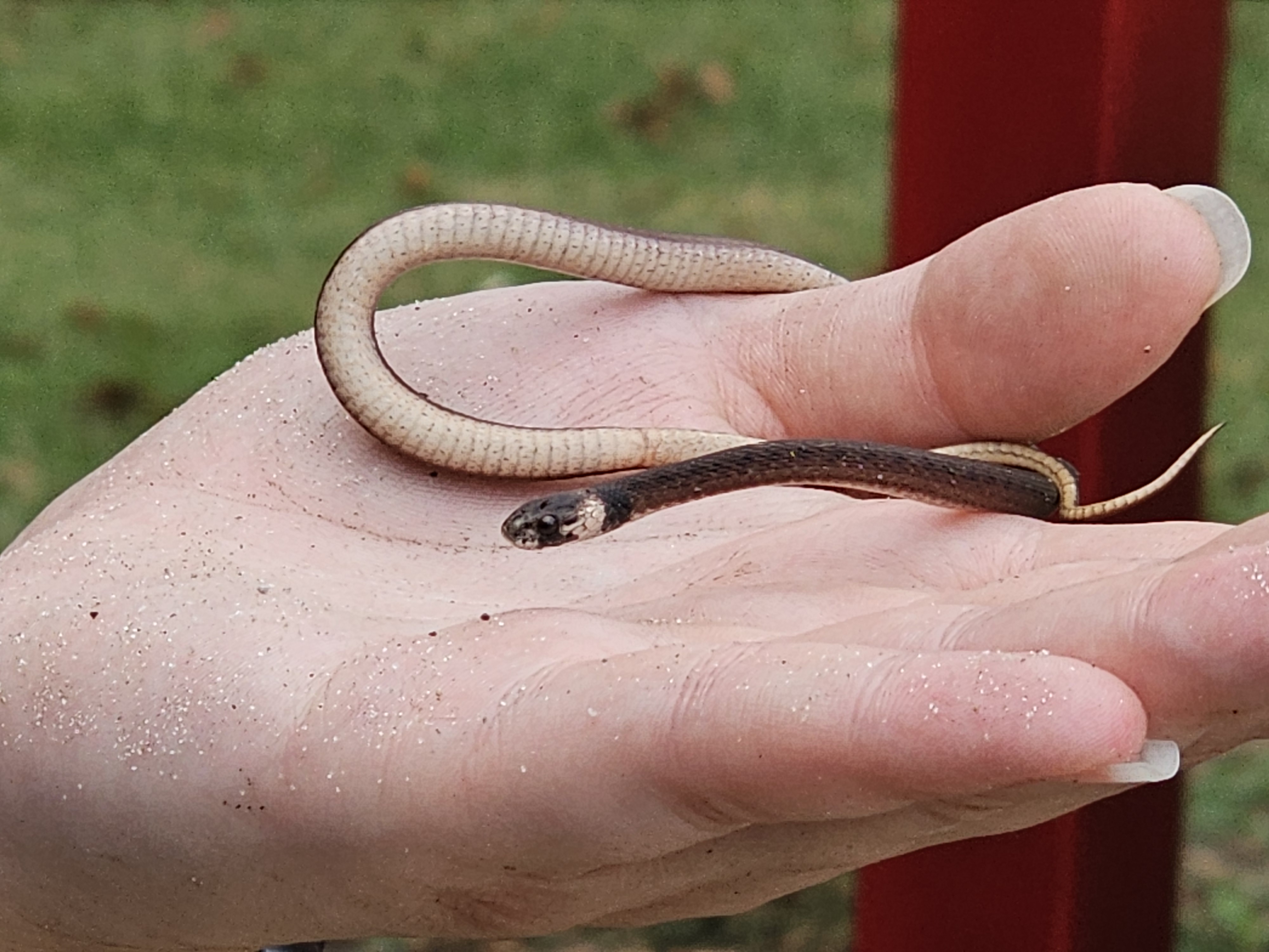 What kind of snake is this, anyway?