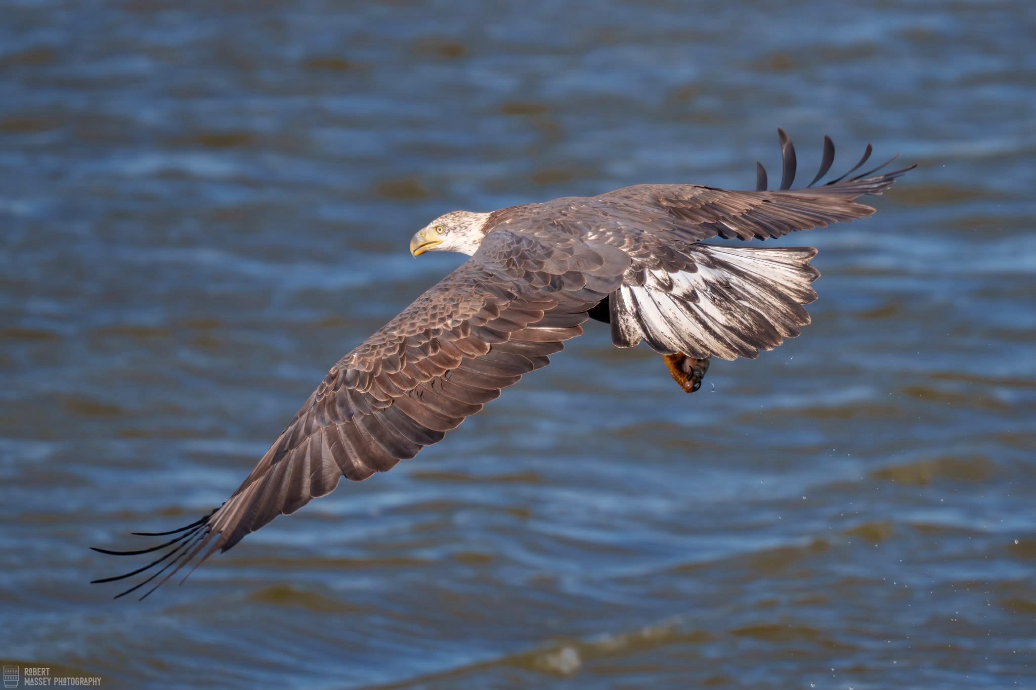 Majestic Eagle: The King of the Skies
