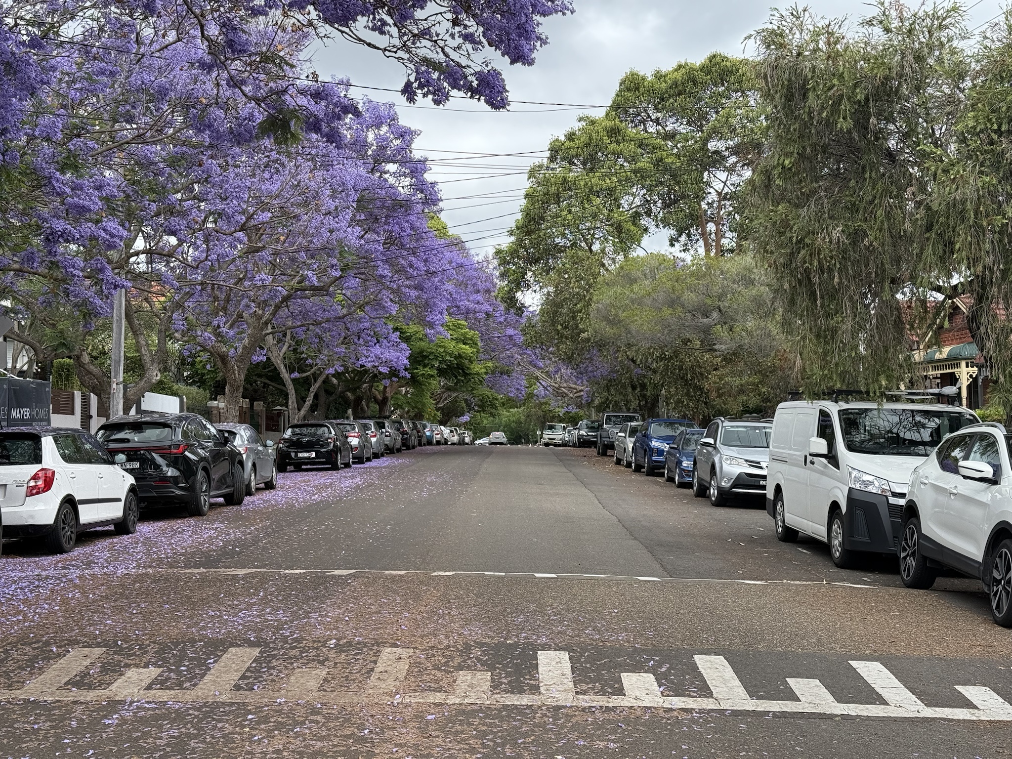 Experience the Beauty of Jacaranda Season in the Inner West