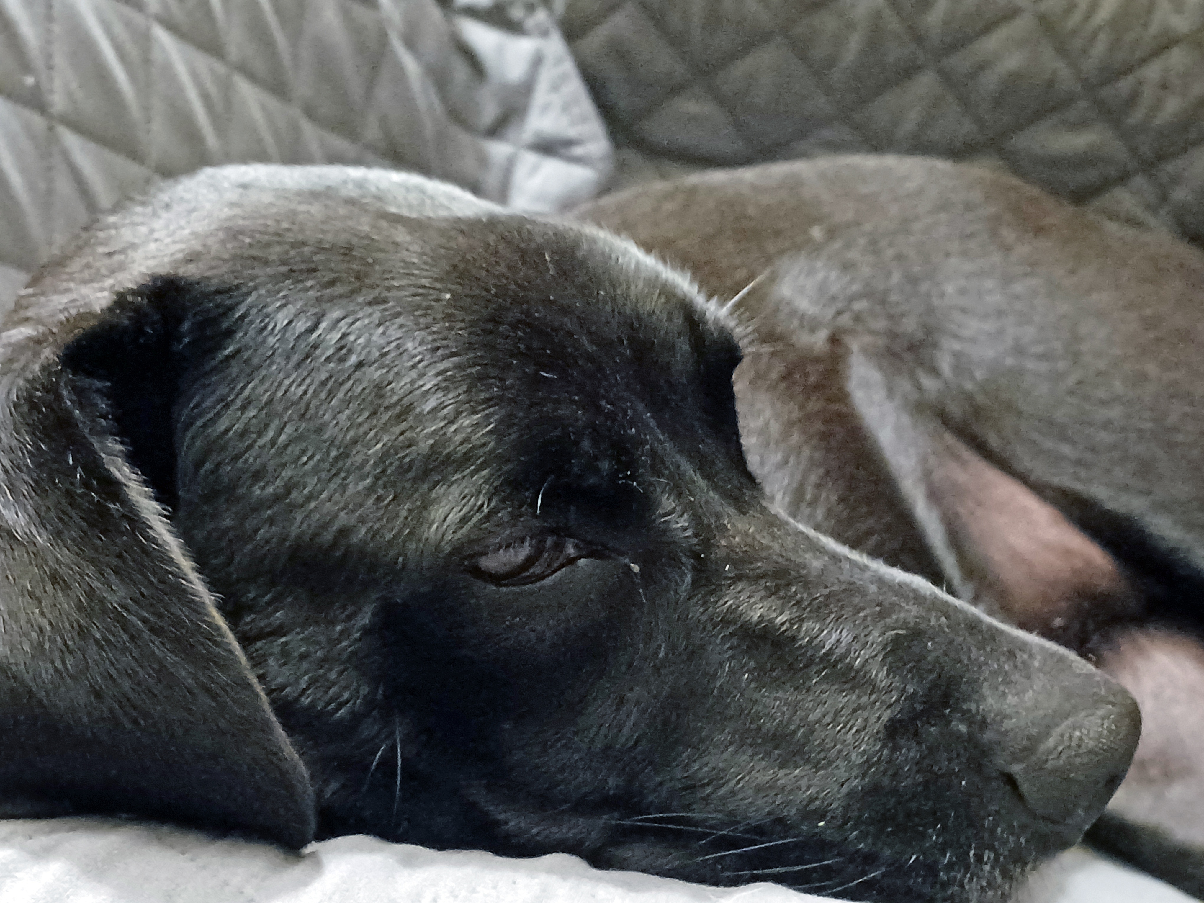 The Adorable Sleepy Dog