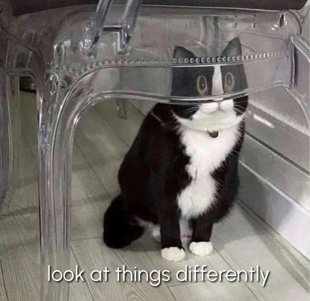 Cuteness overload with kitty cat memes!