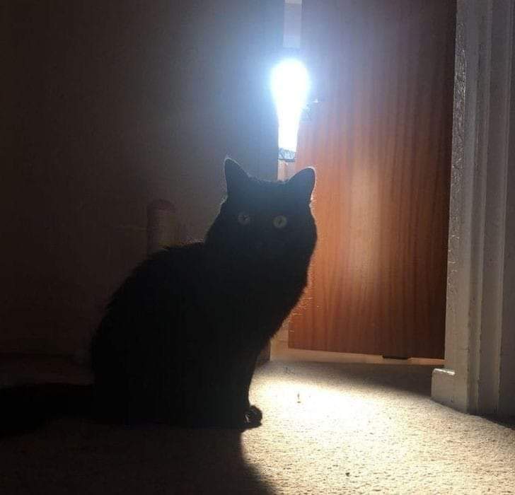 Meet the Clever Kitty: A Feline Genius in Action