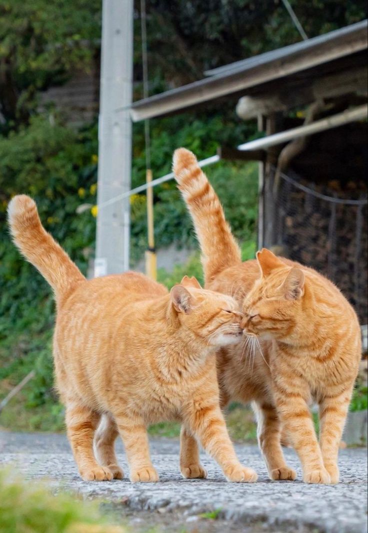 The Unconditional Love for Our Feline Friends