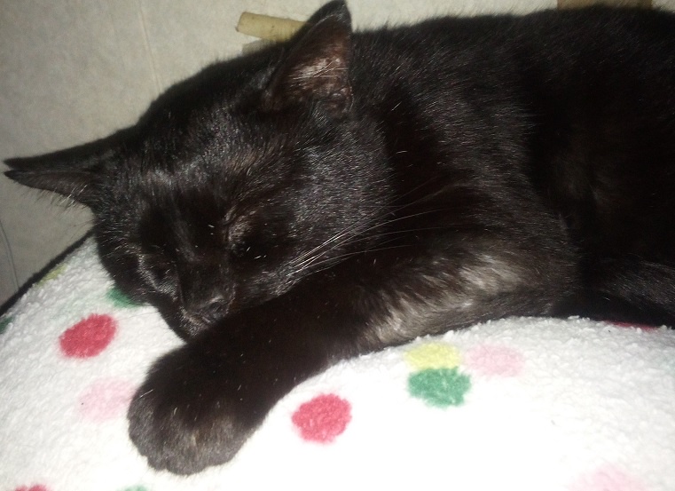 Meet the Sleepy Big Boy