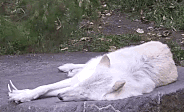Prepare for a wolf jumpscare that will catch you off guard!