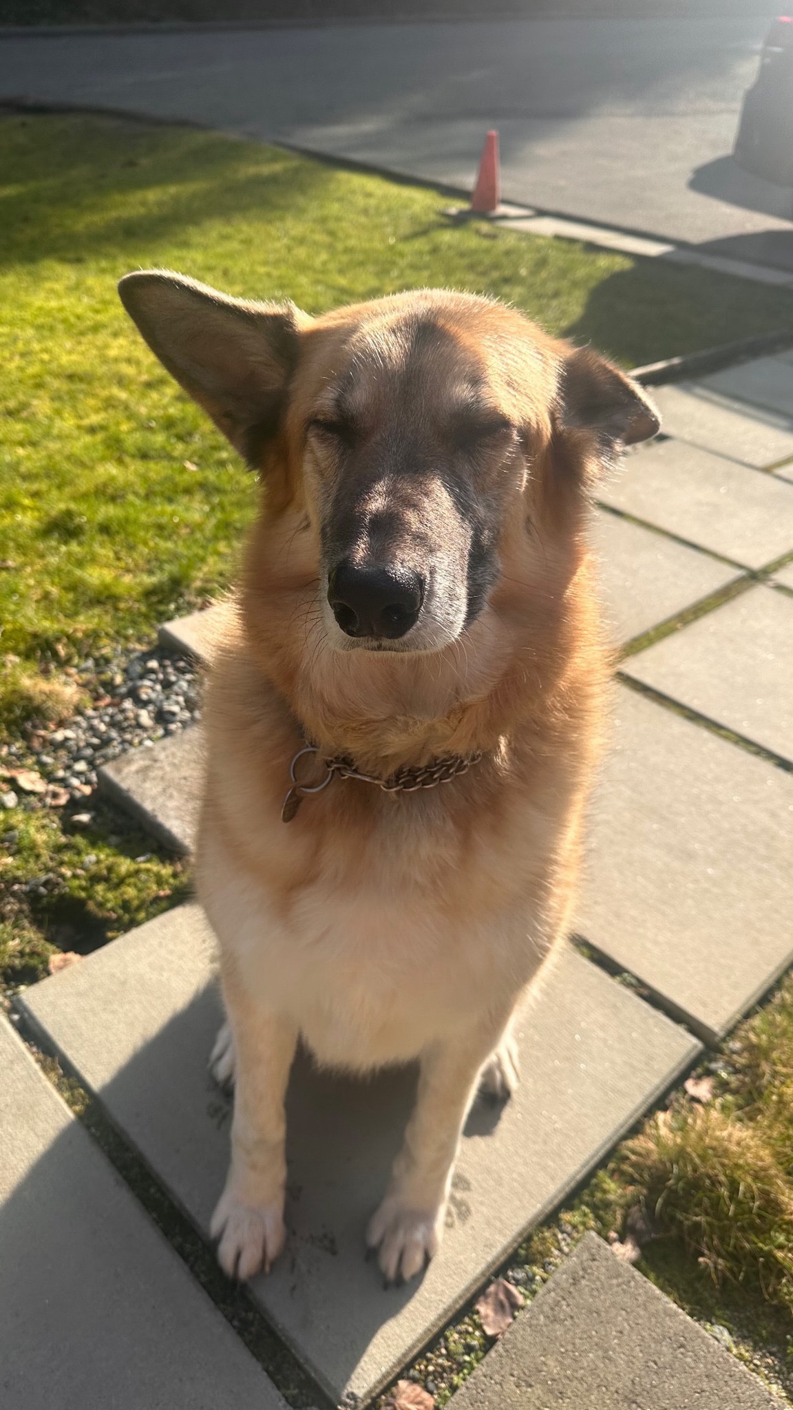 Adorable Dog Tax: Prepare for Cuteness Overload