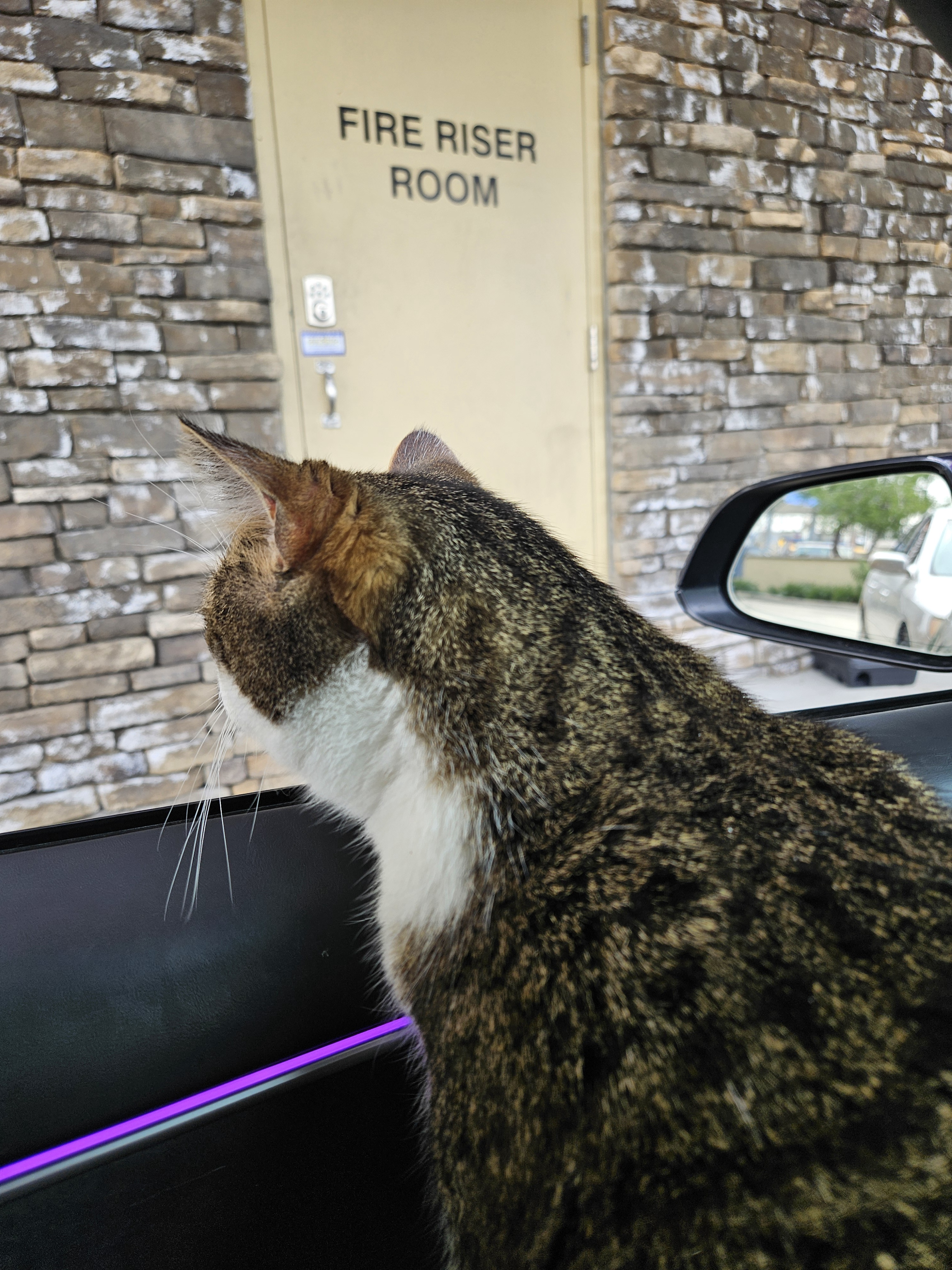 Loki the Cat's Adorable Drive-Thru Adventures