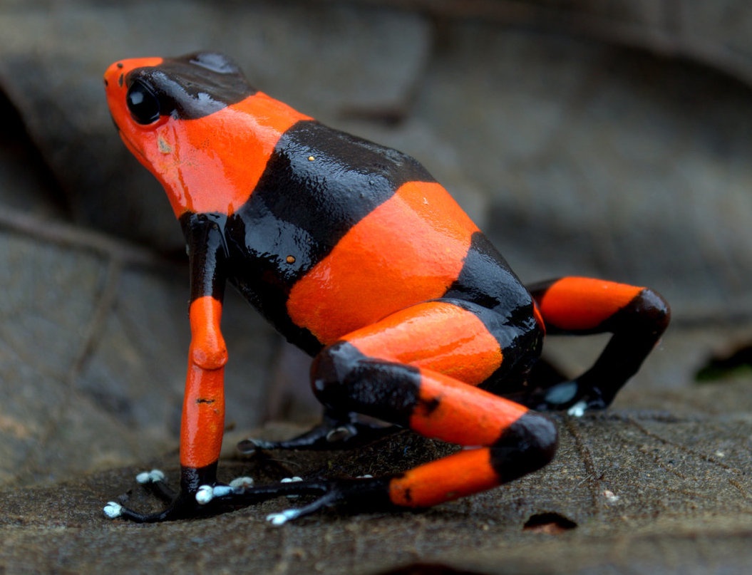 Meet the vibrant Red-banded Poison Frog!