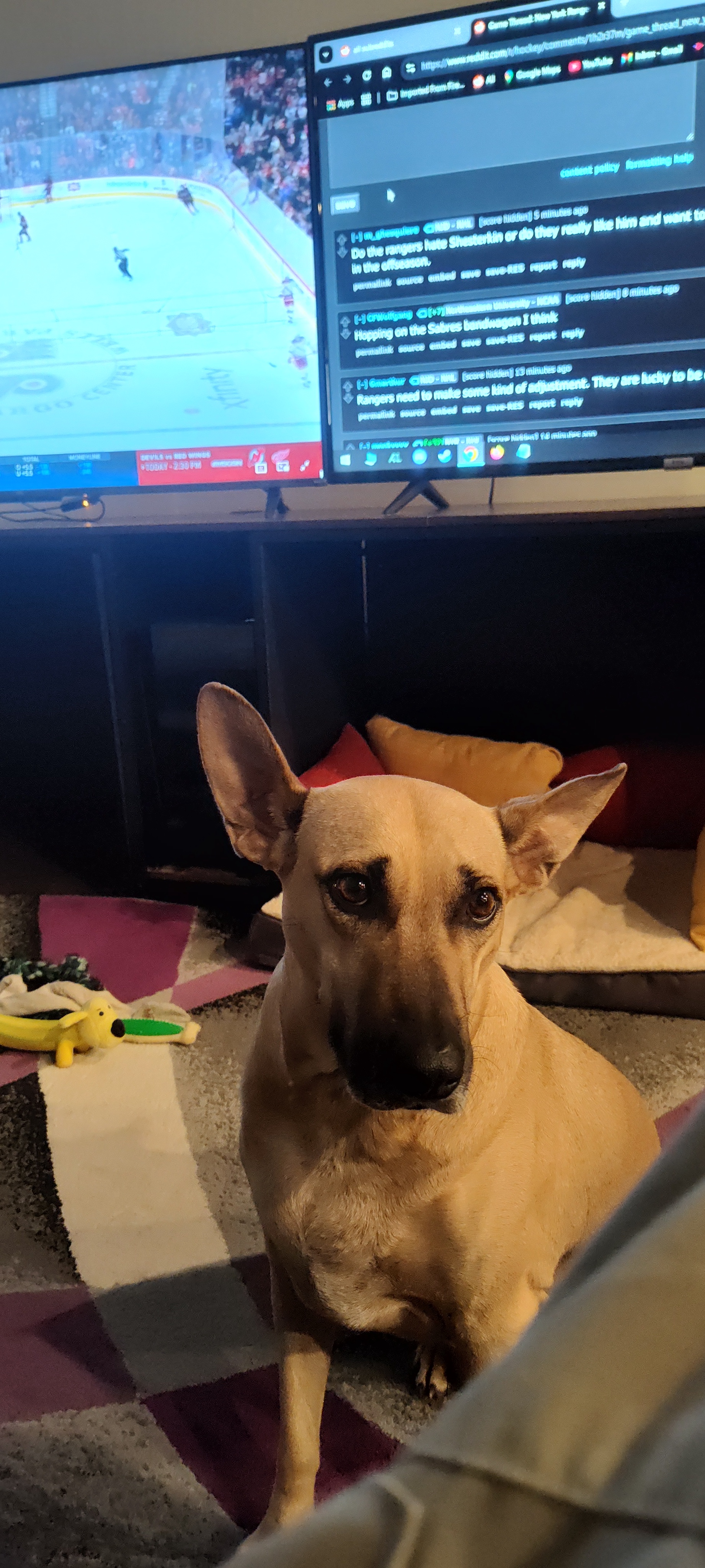 Meet the Adorable Intermission Doggo