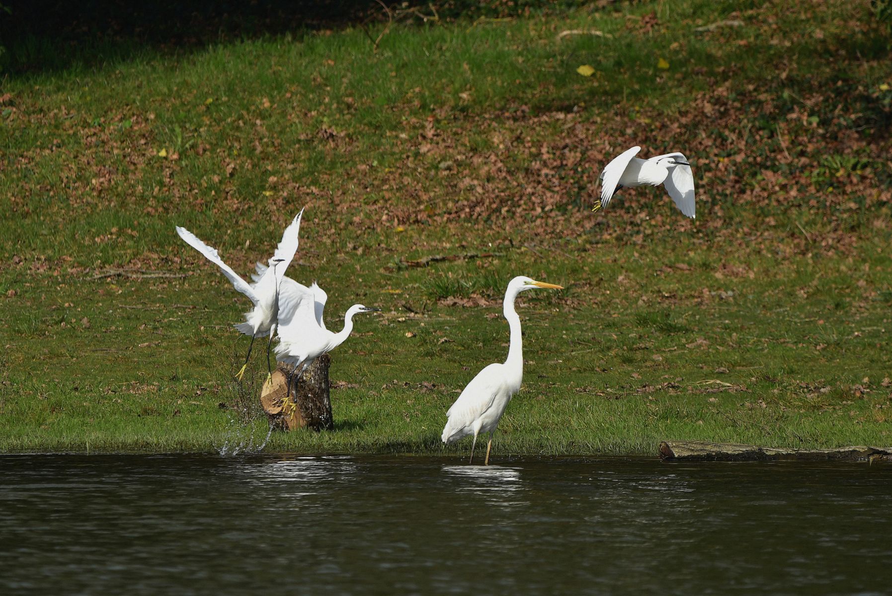 Elegant Aigrettes: Capturing the Beauty of France's Wildlife